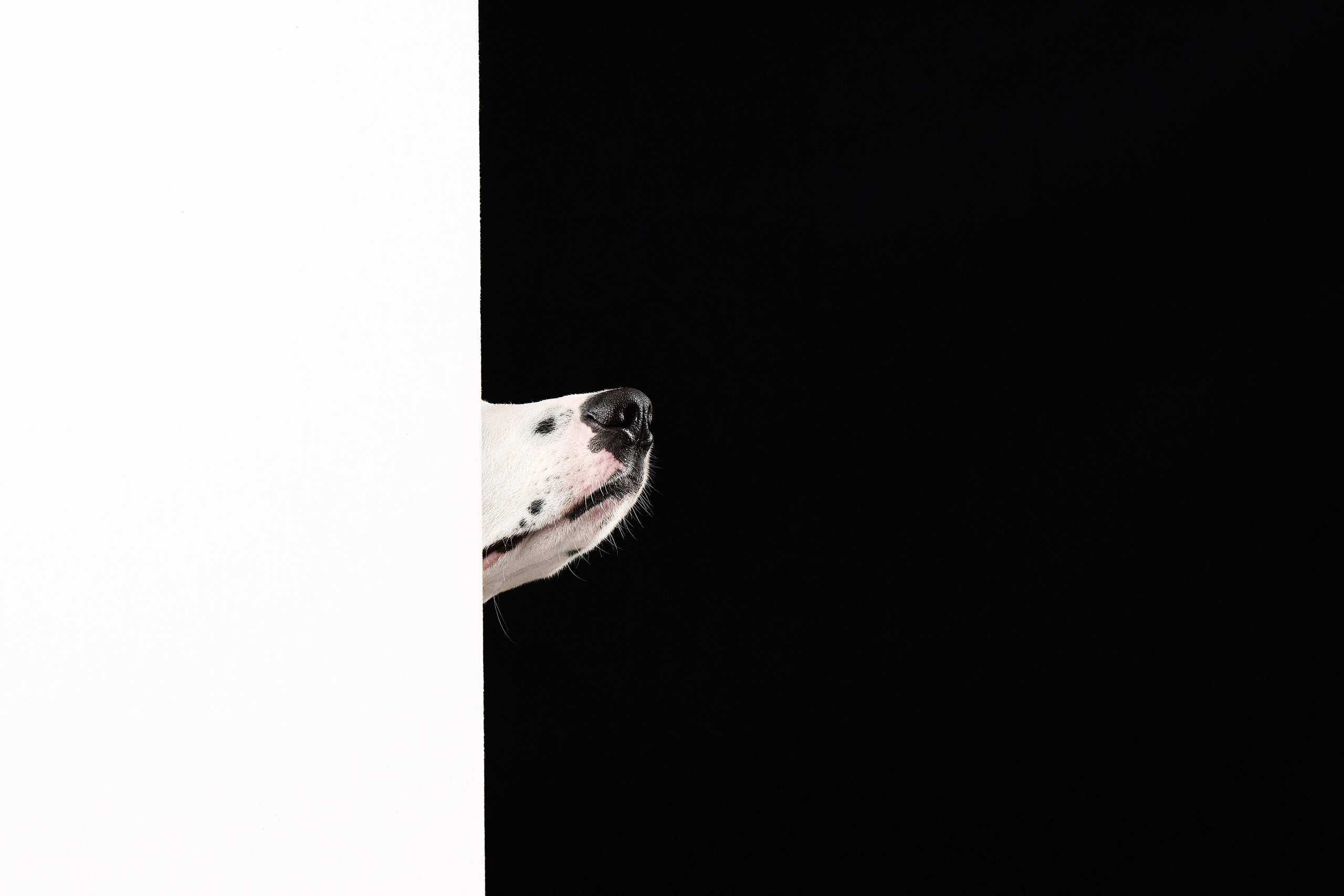 Dalmatian Form. Dog Photographer Anna Averianova | Art & Commercial Pet Photography