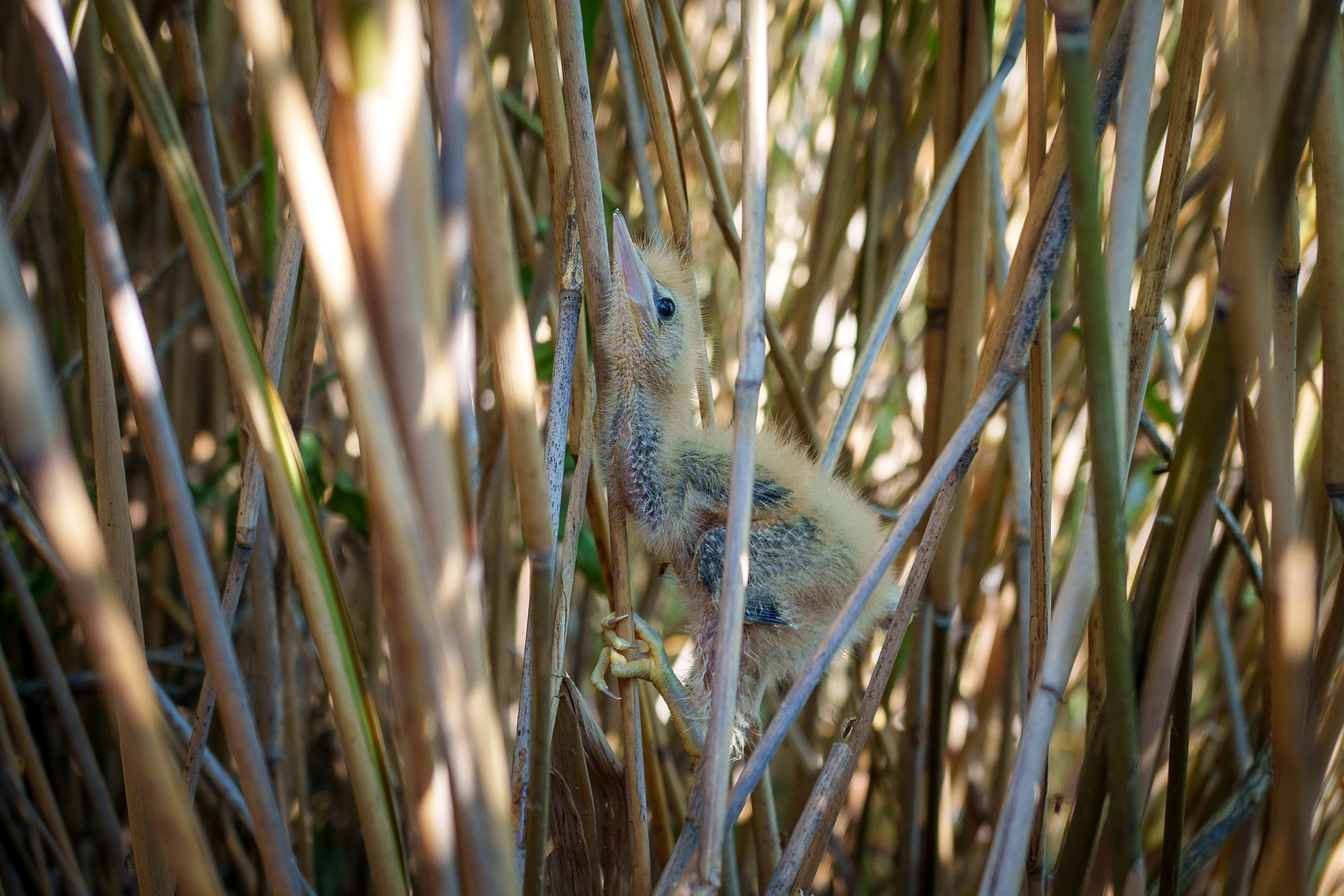 Удивительные мир птиц. Вокруг нас столько прекрасного — присмотритесь!. Ваш личный фотограф Марина Волкова