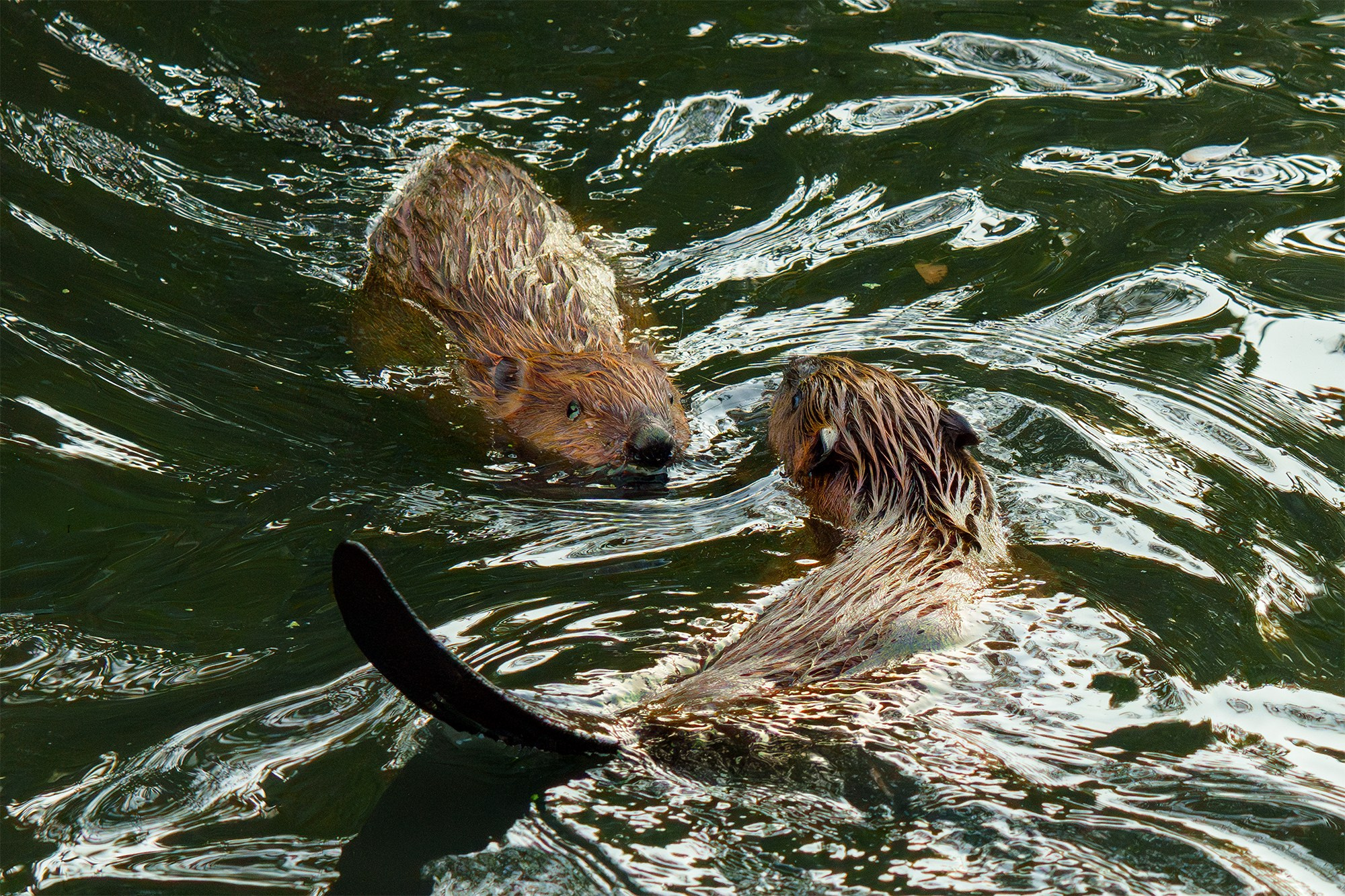 Животные. Ваш личный фотограф Марина Волкова
