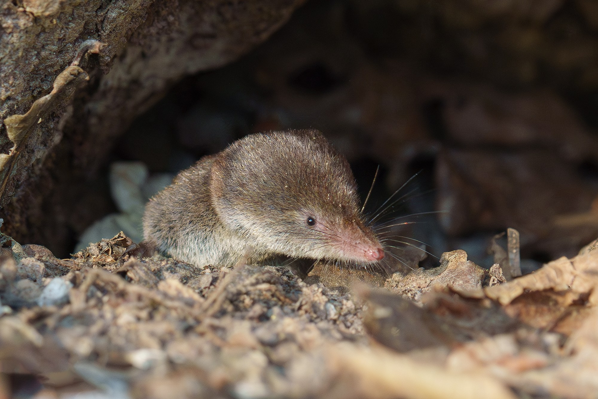 Животные. Ваш личный фотограф Марина Волкова