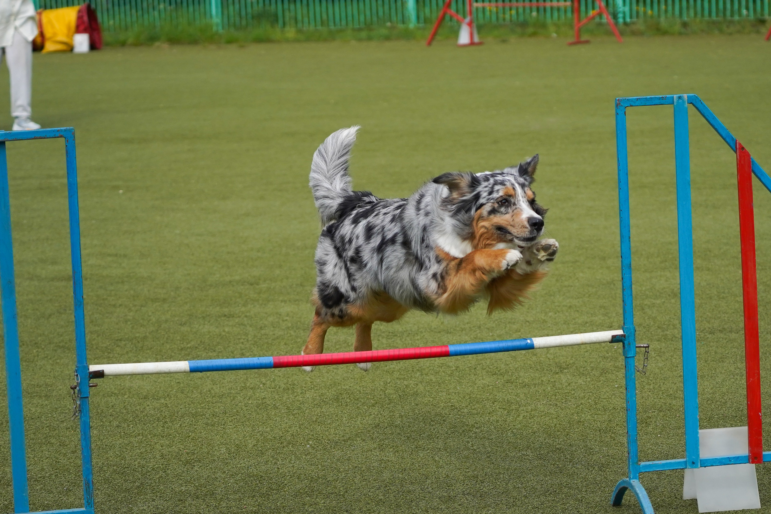 Аджилити 25.05.24, Санкт-Петербург. Фотограф-анималист Анастасия Большакова