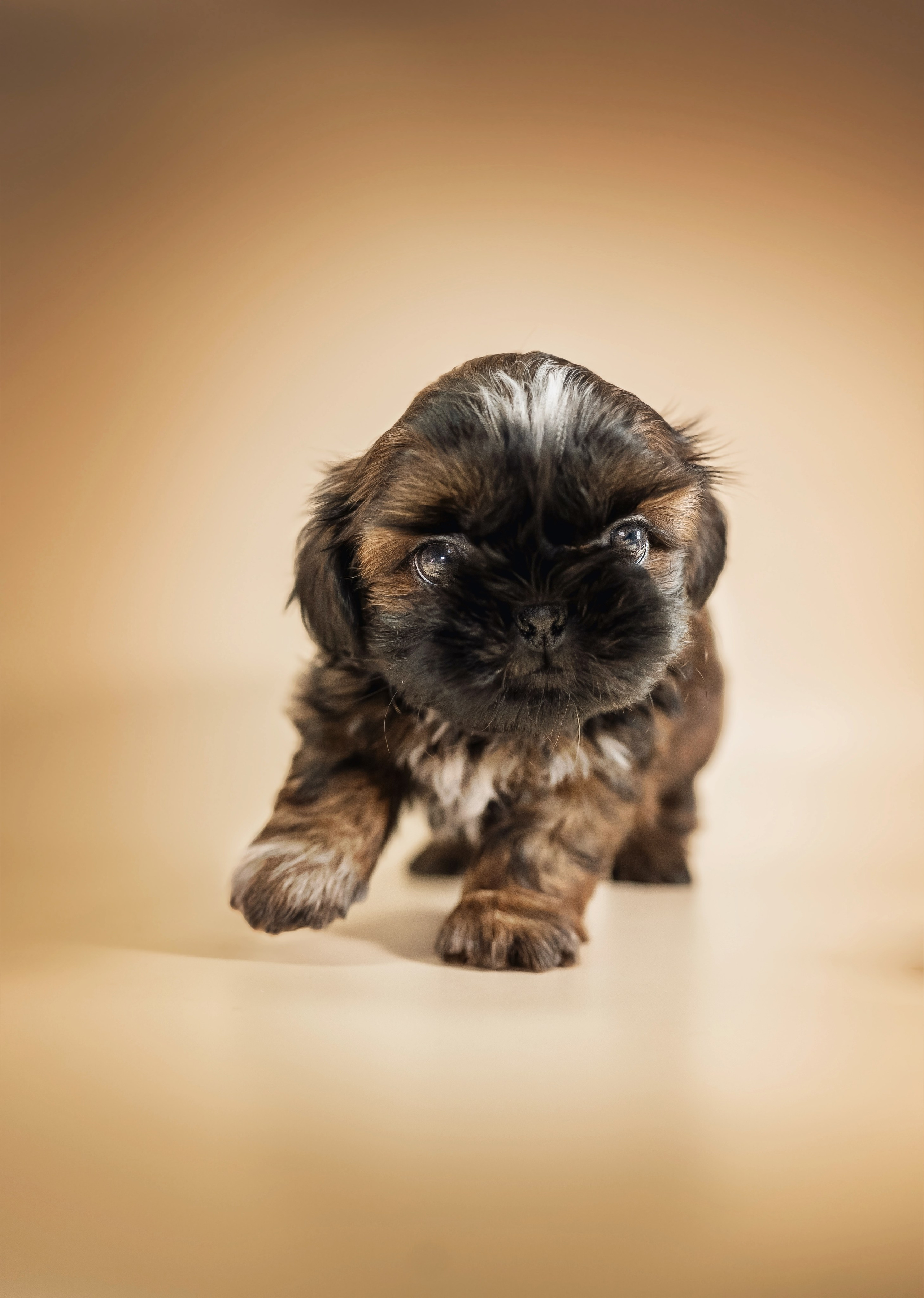 Щенки. Семейный фотограф анималист г. Находка