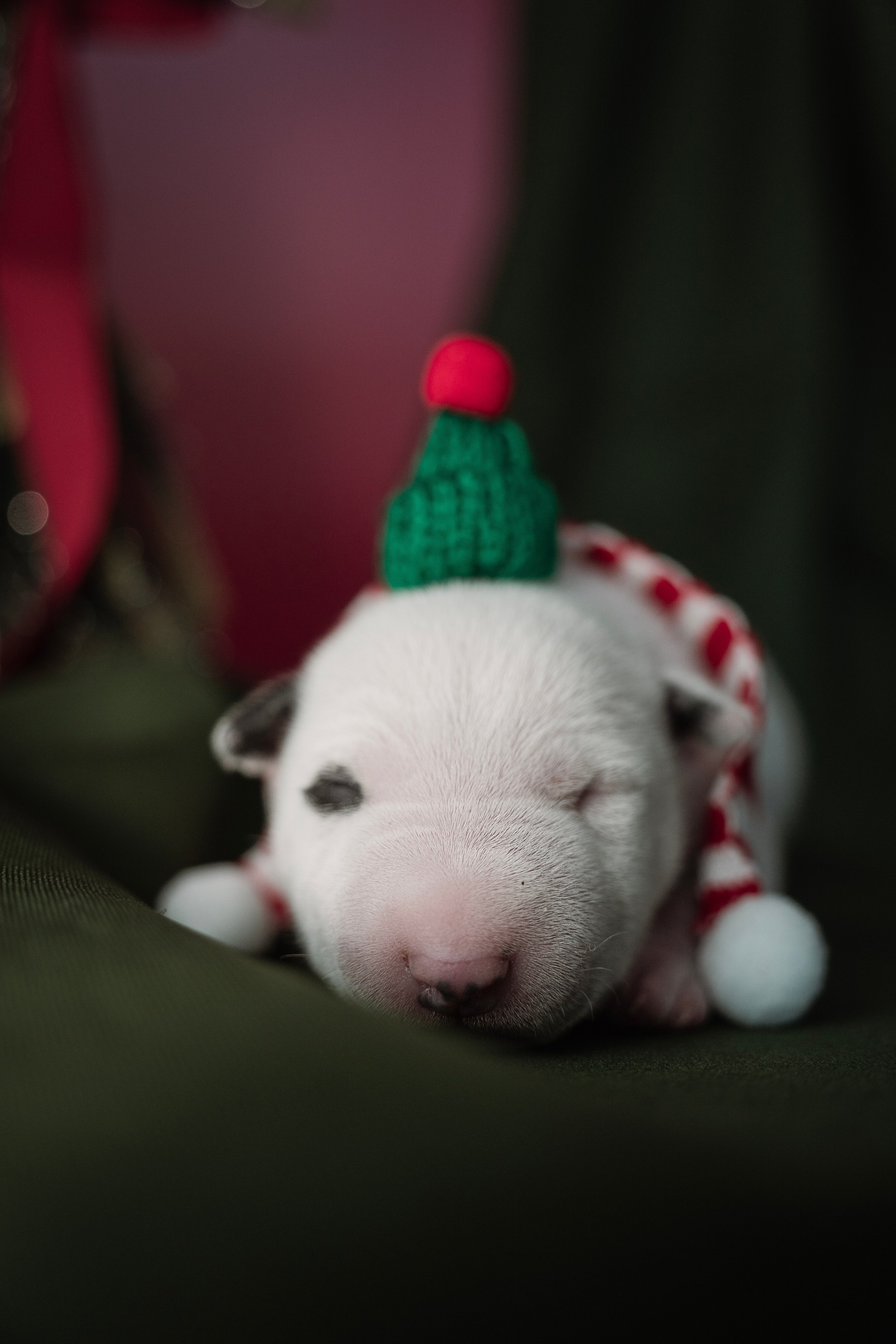 Ньюборн. Семейный фотограф анималист г. Находка