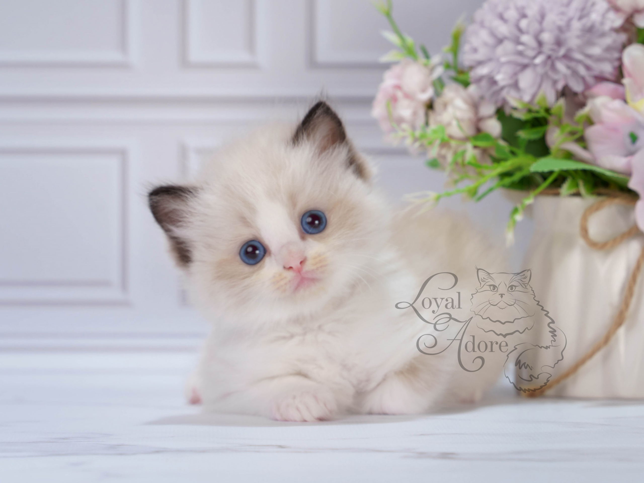 Котята рэгдолл от Loyal Adore. Питомник рэгдолл Loyal Adore