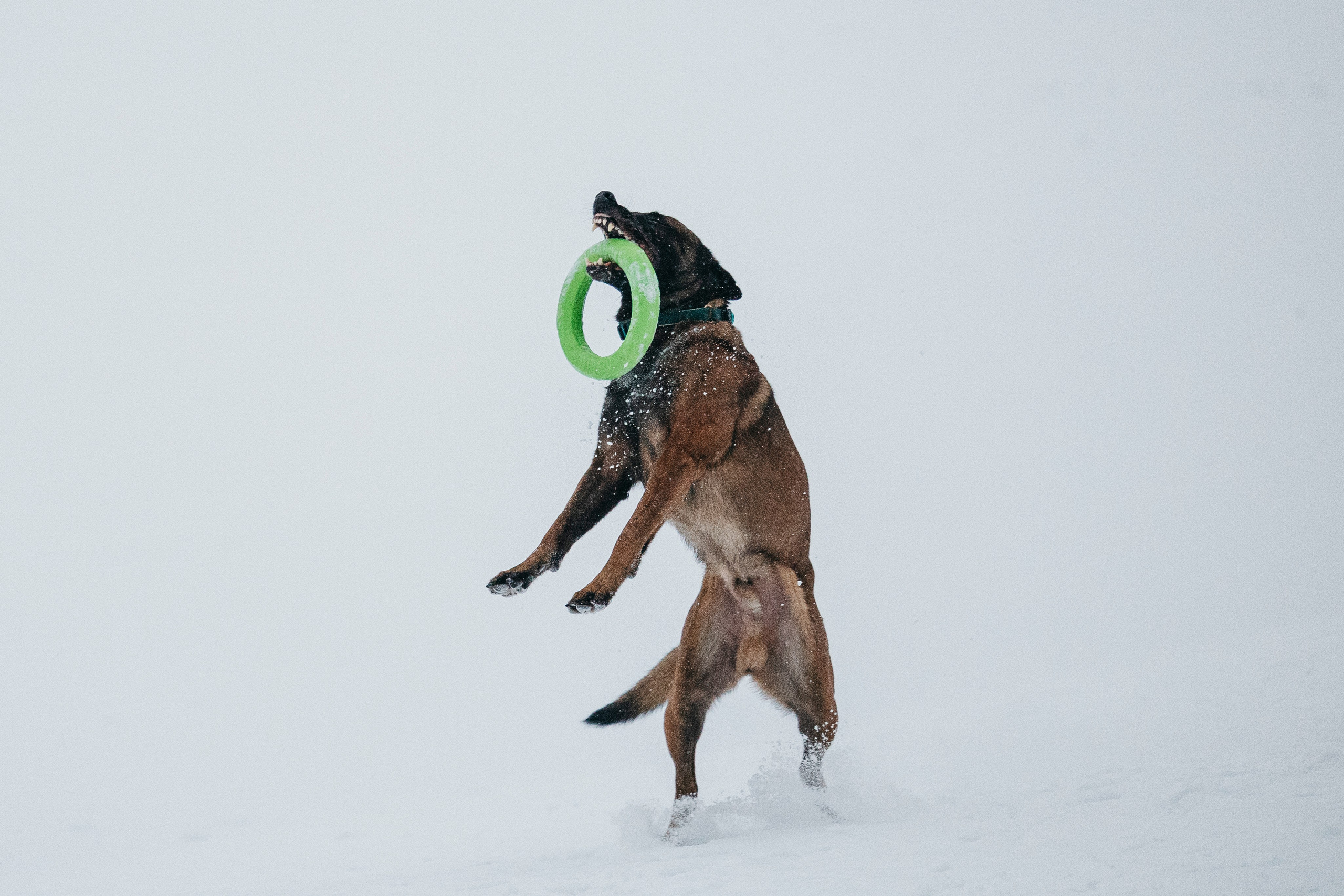 Карьер. Фотограф-анималист Анна Маринич