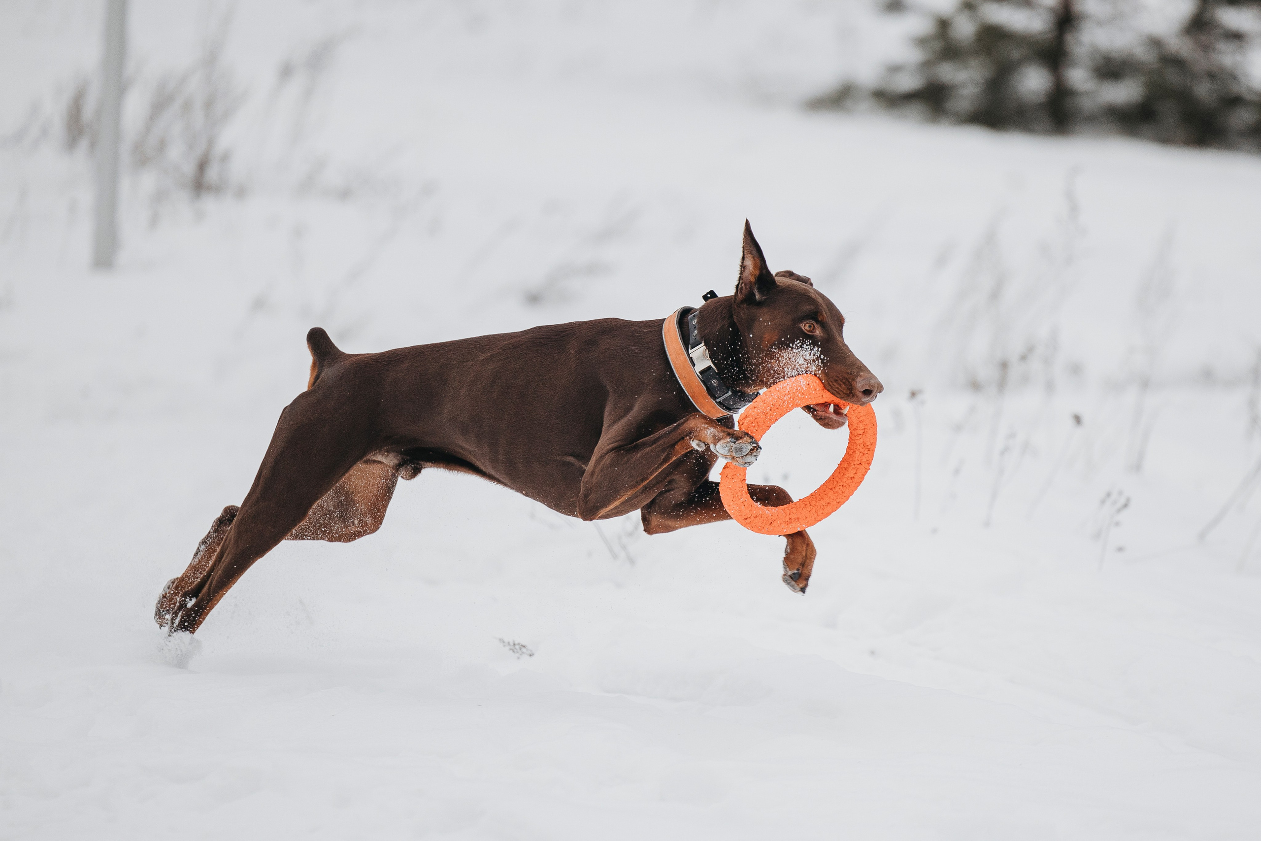 Даша, Омен, Айс и Рицу. Фотограф-анималист Анна Маринич