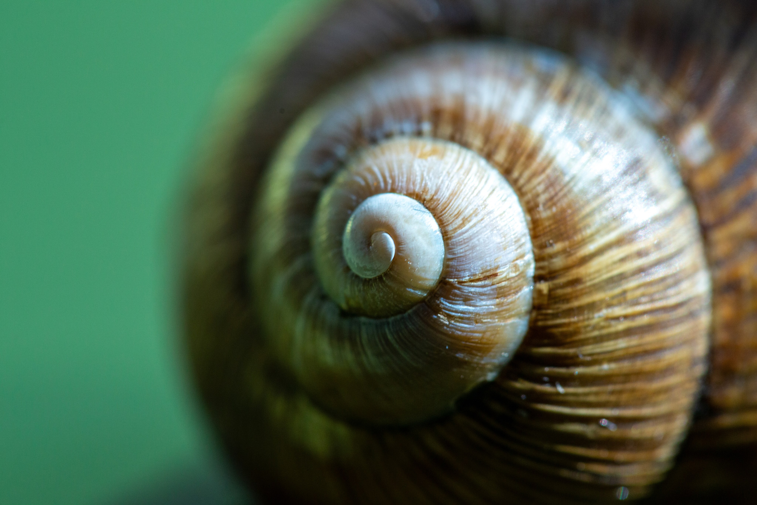 Фото Животных. Студия Максима Белослюдцева