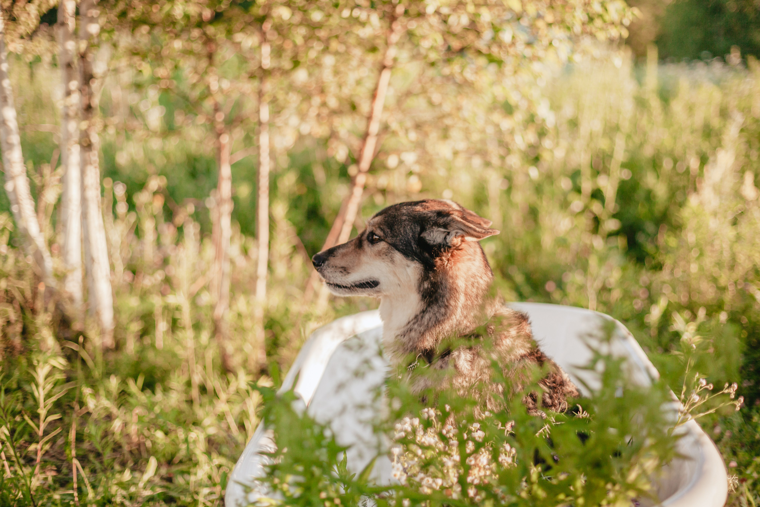 Ванна в поле. Фотограф-анималист Татьяна Степанова