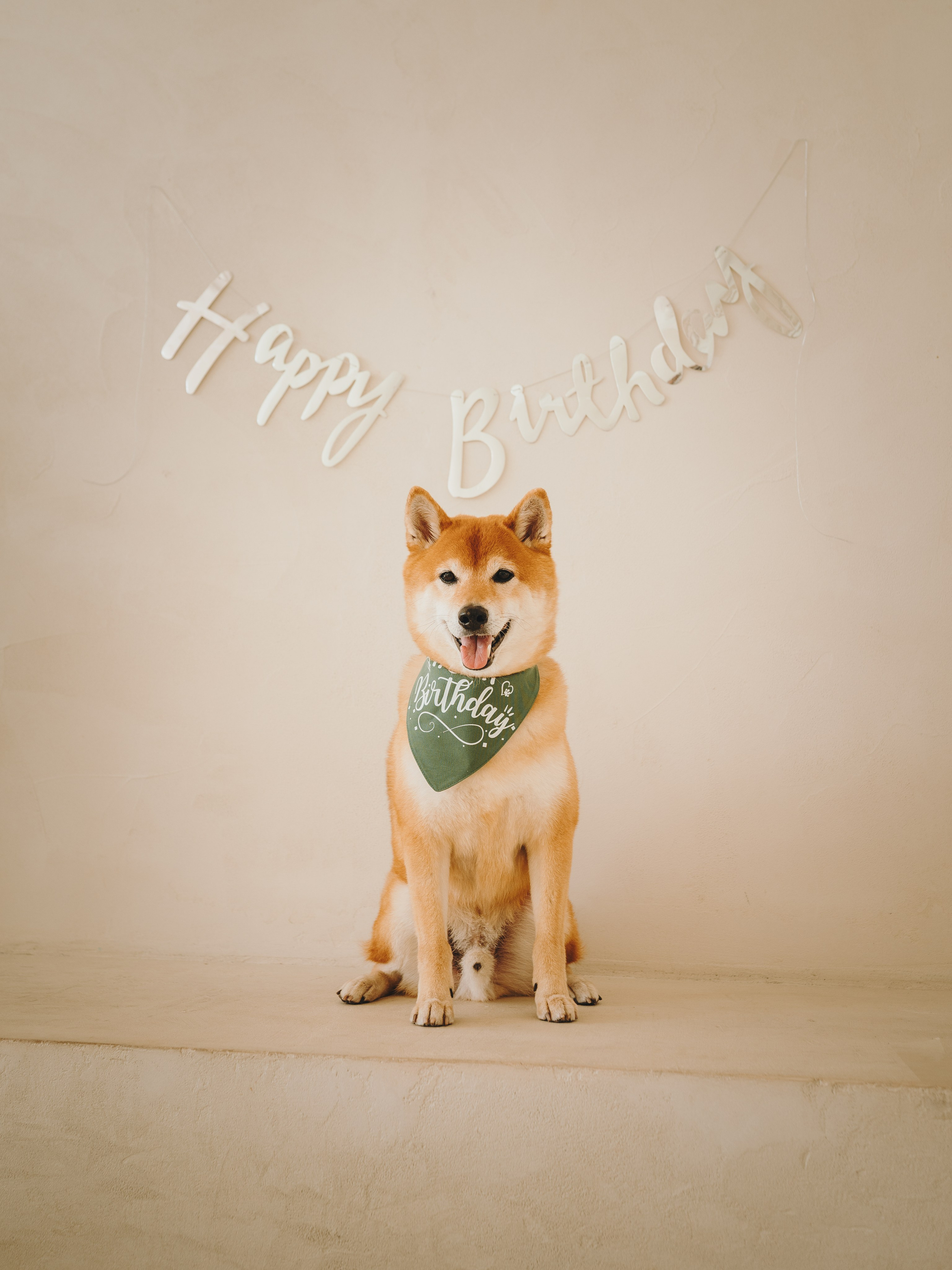 День рождения Кексика. Семейный фотограф анималист Ананьева Мария — Москва