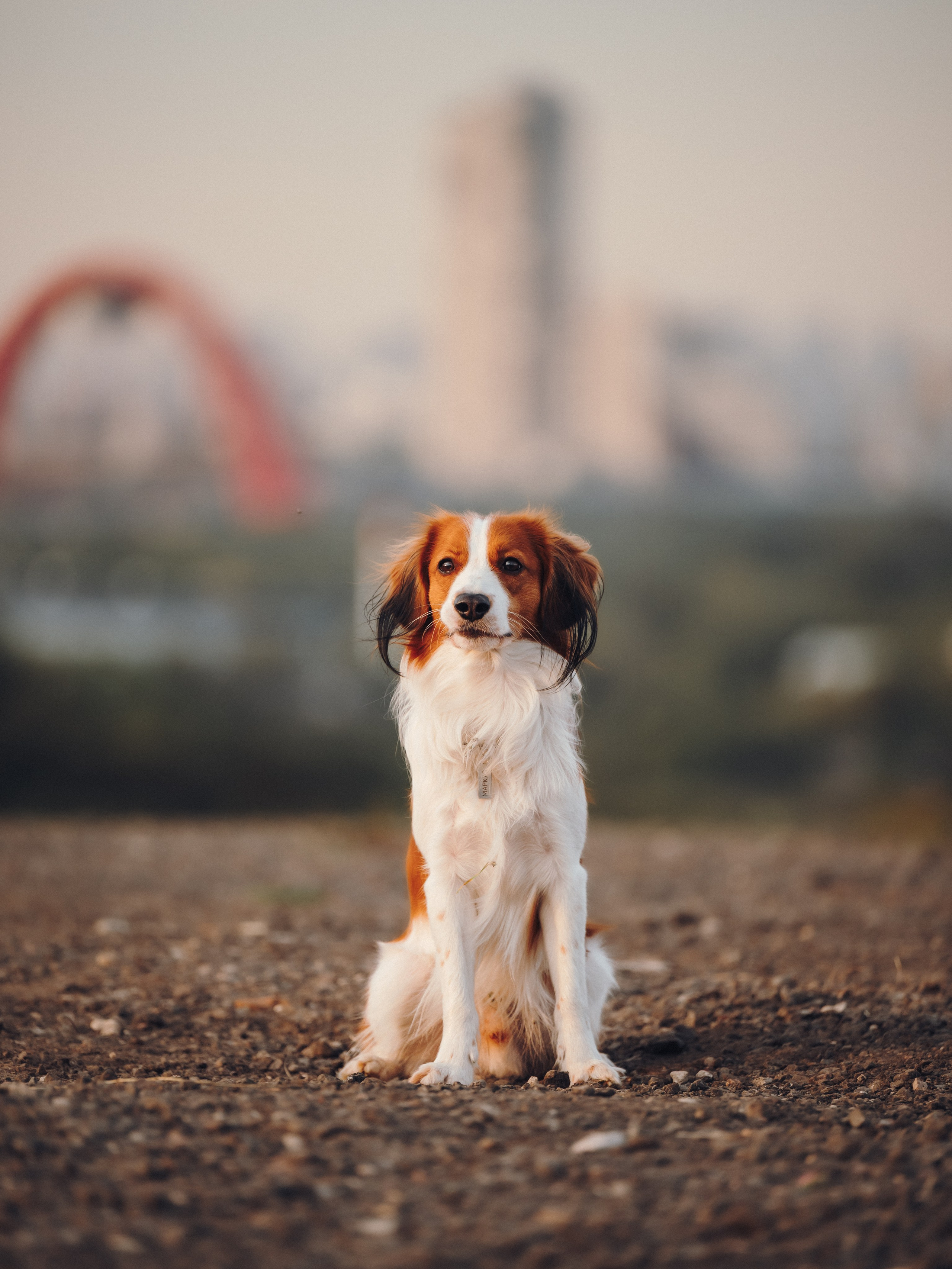 Семейная фотосессия с питомцем. Семейный фотограф анималист Ананьева Мария — Москва