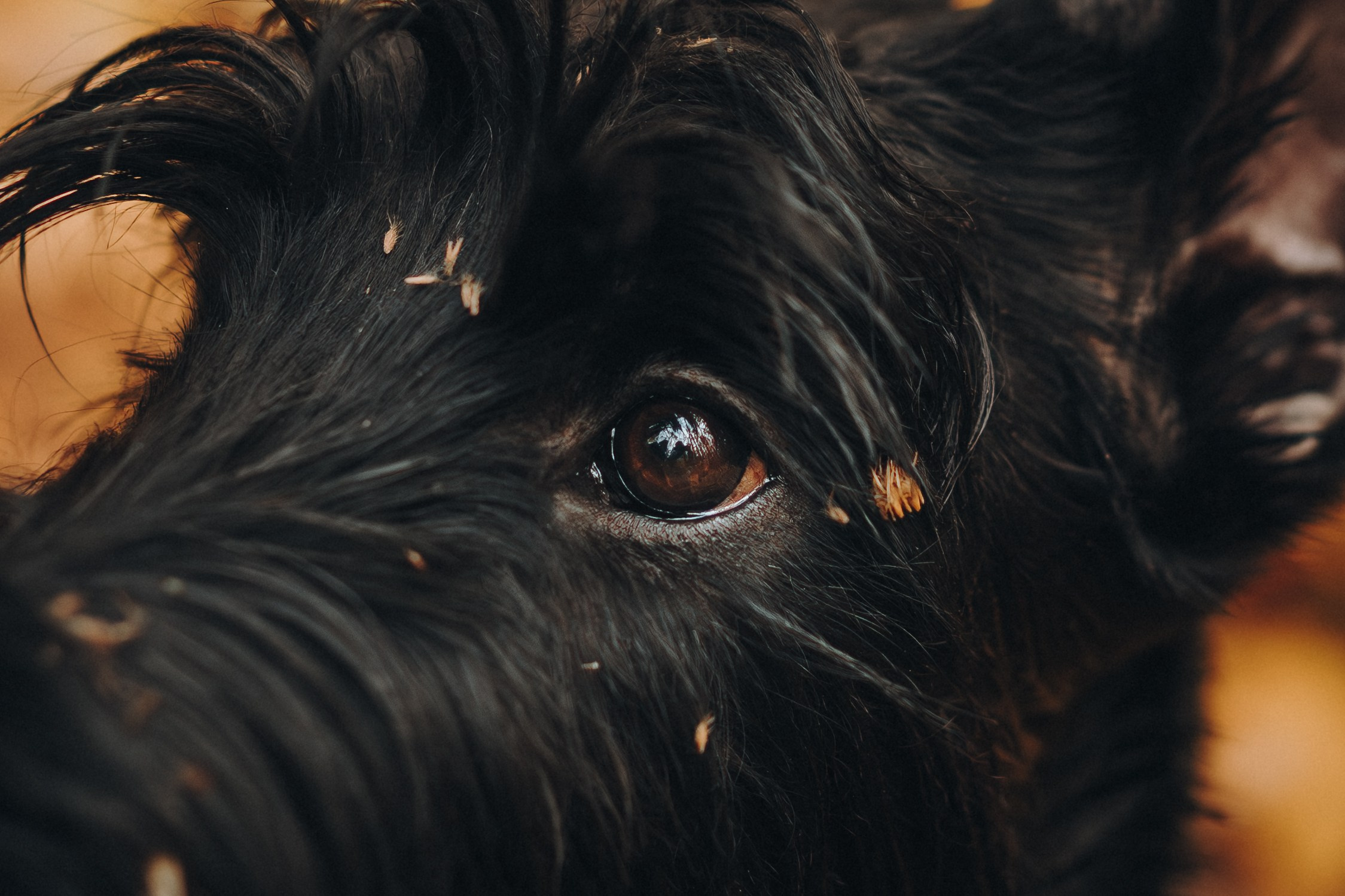 Даша и Умбра. Семейный фотограф анималист Ананьева Мария — Москва