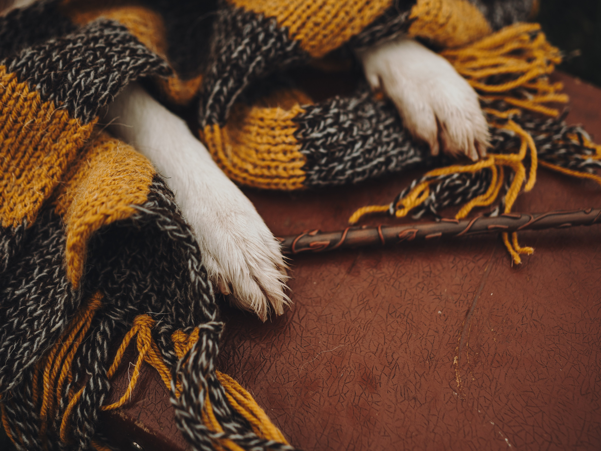 Лилу, Ри и Тучка. Семейный фотограф анималист Ананьева Мария — Москва