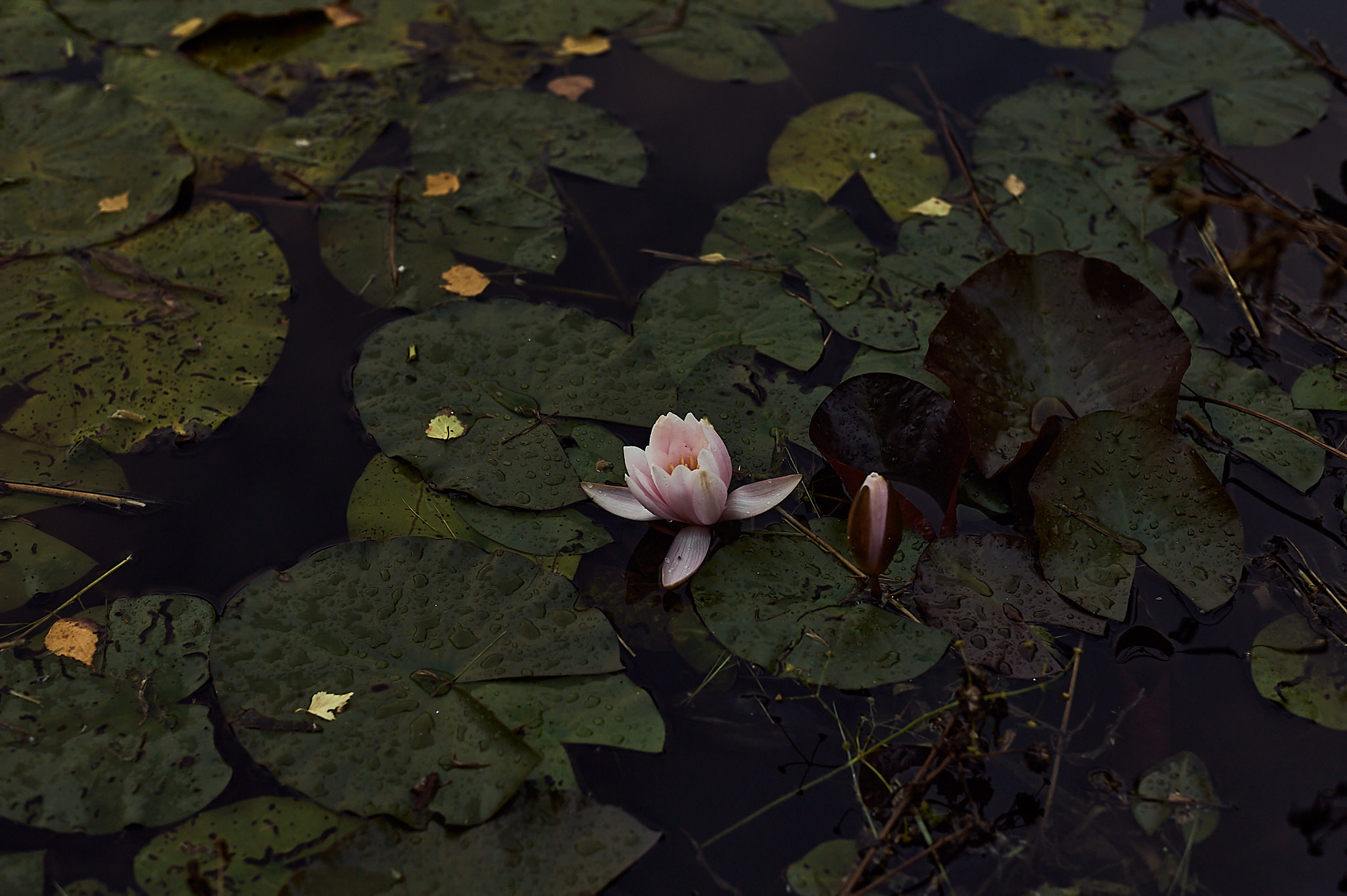 Репортаж. Женский фотограф в Череповце Даша Акулич