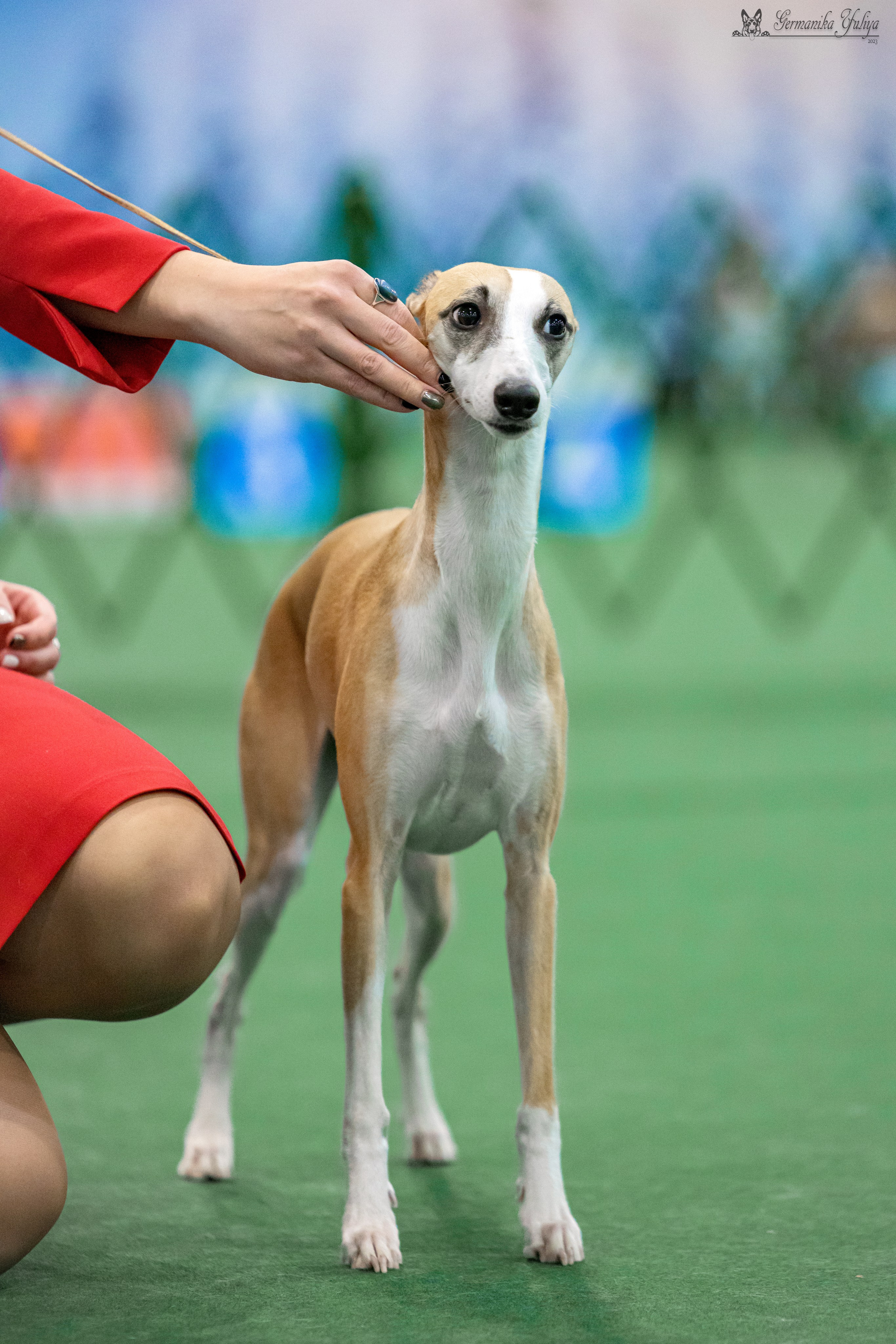 Крокус 3,9 и 10.12.2023. Фотограф-анималист Юлия Германика