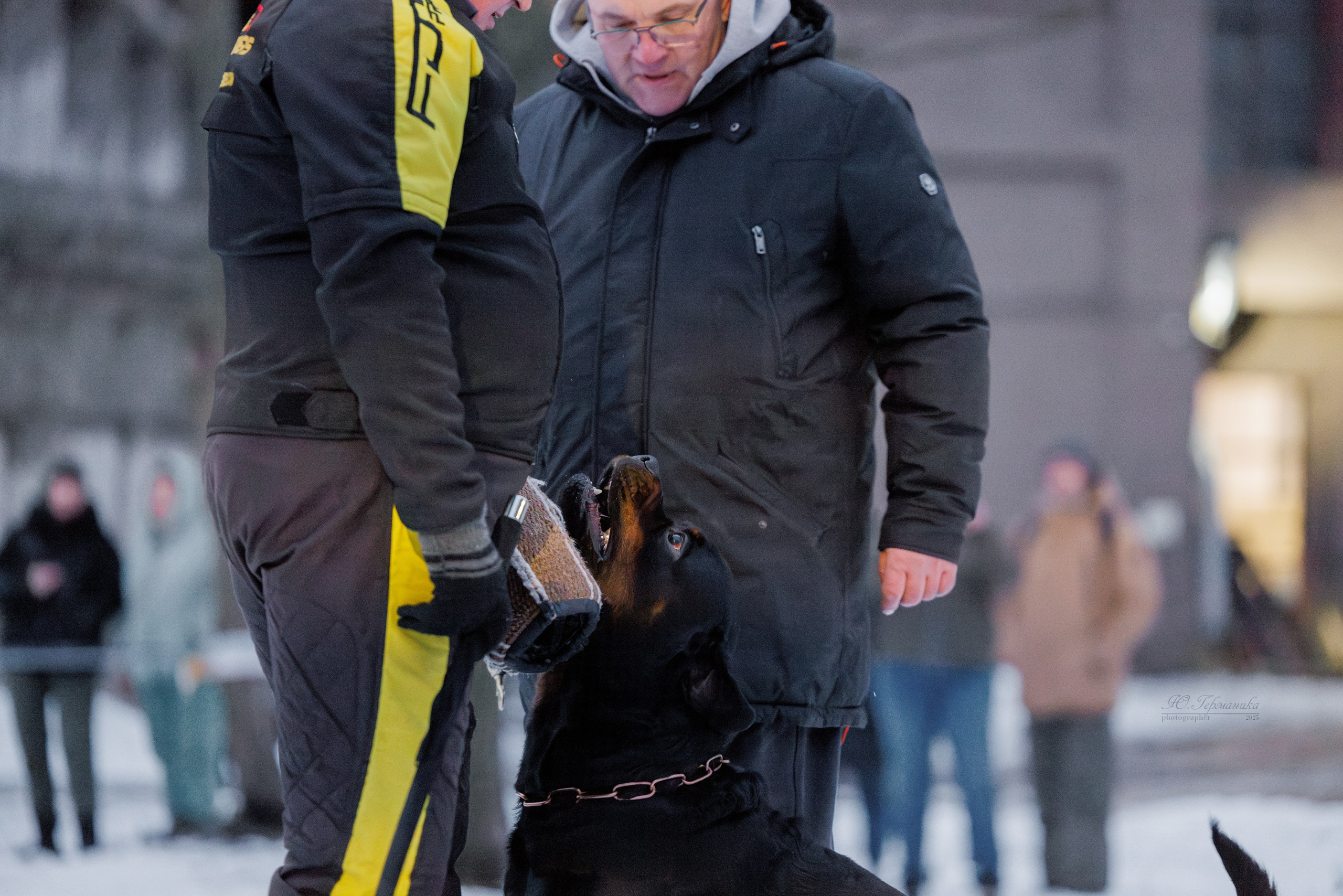 Питер ротвейлеры 18.01,Крокус 19.01.2025. Фотограф-анималист Юлия Германика