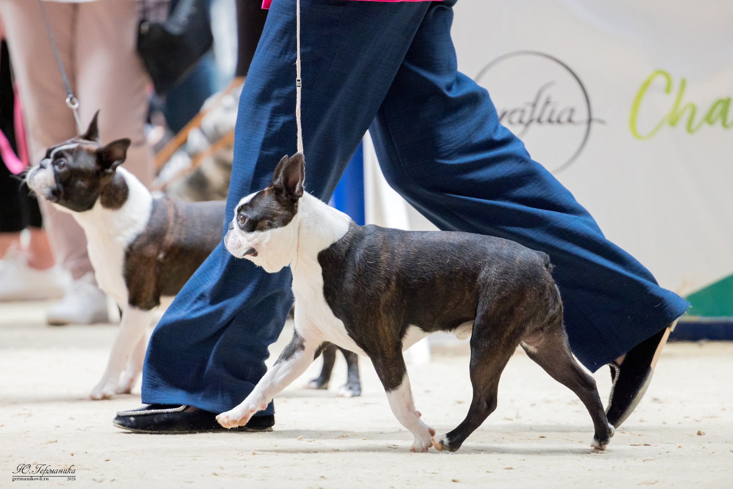 РОССИЯ 8-9.06.2024. Фотограф-анималист Юлия Германика