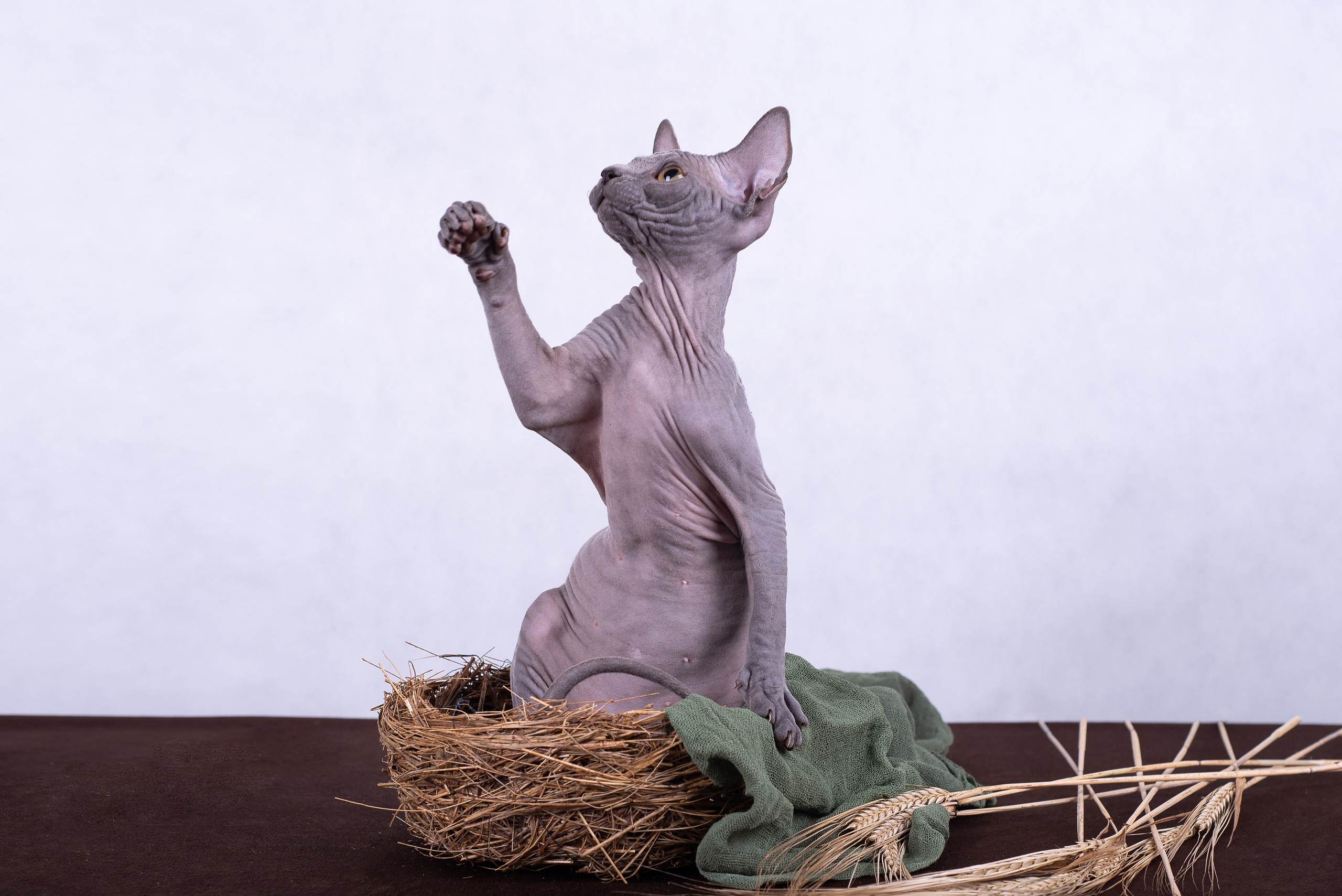 Котята в домашней студии. Фотограф анималист в Казани Алина Сулейманова. Фотограф животных