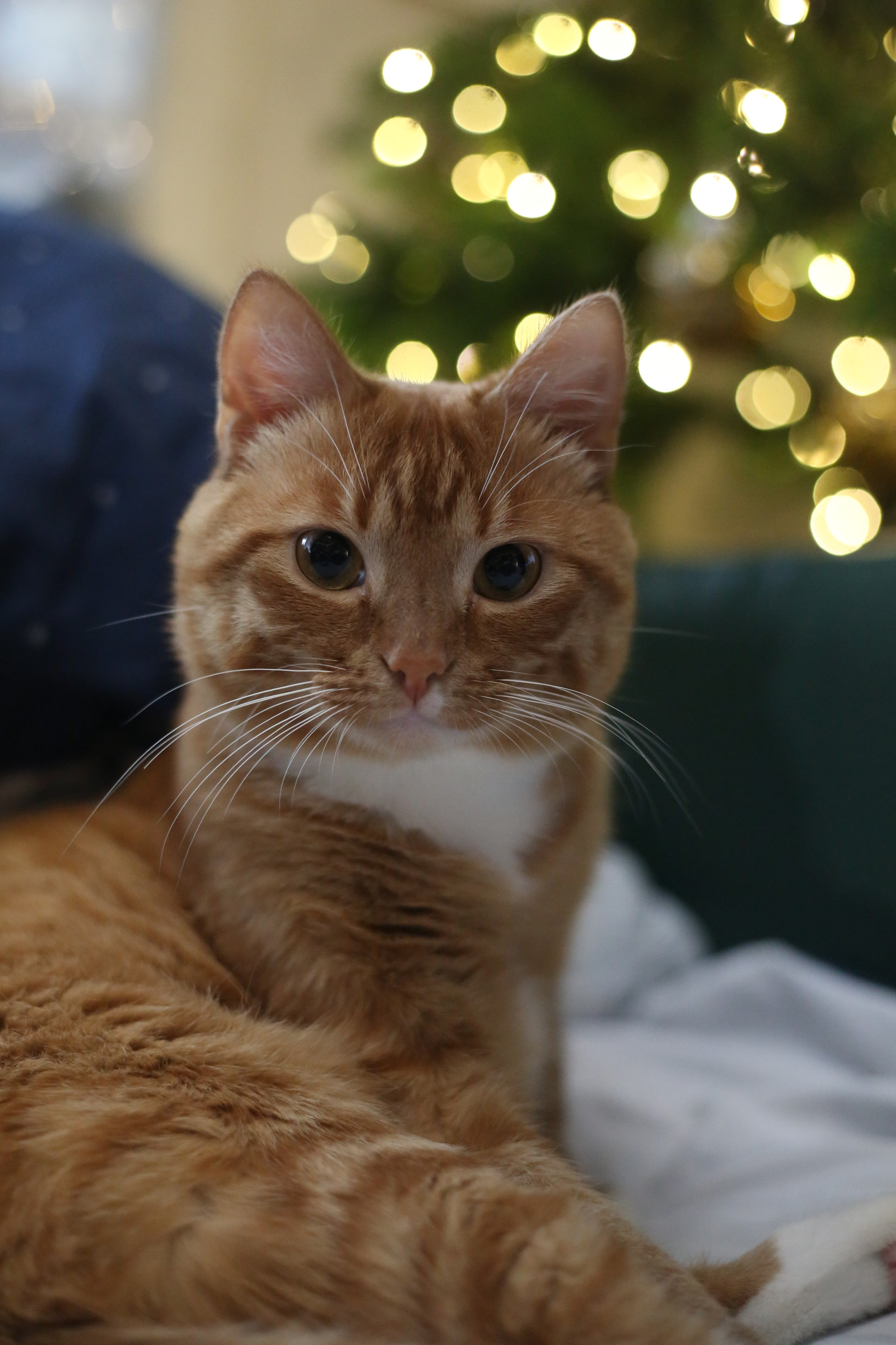 Животные. MarCh Photography — Photographer in Perm