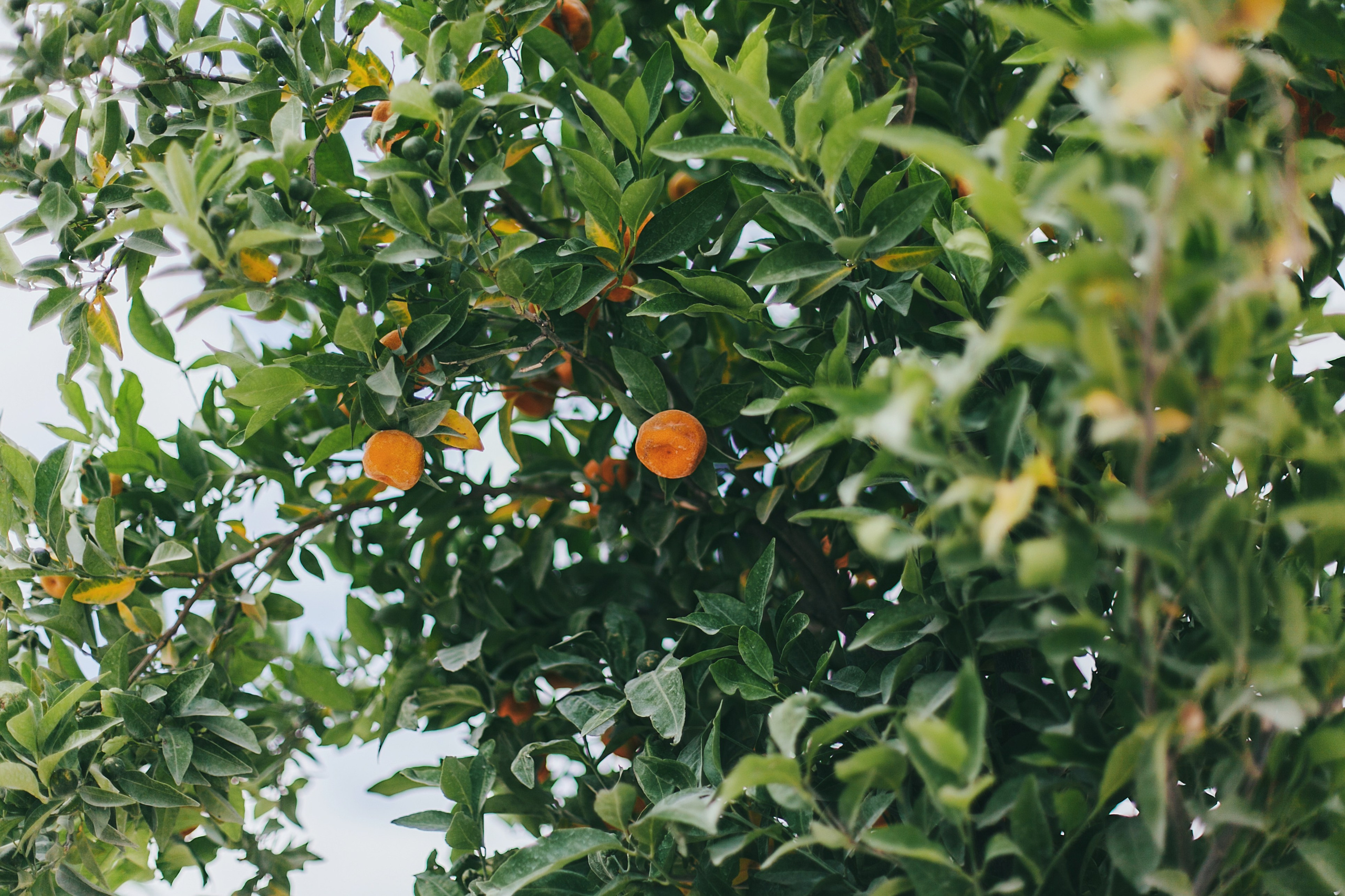 Париж. Аня Степанова