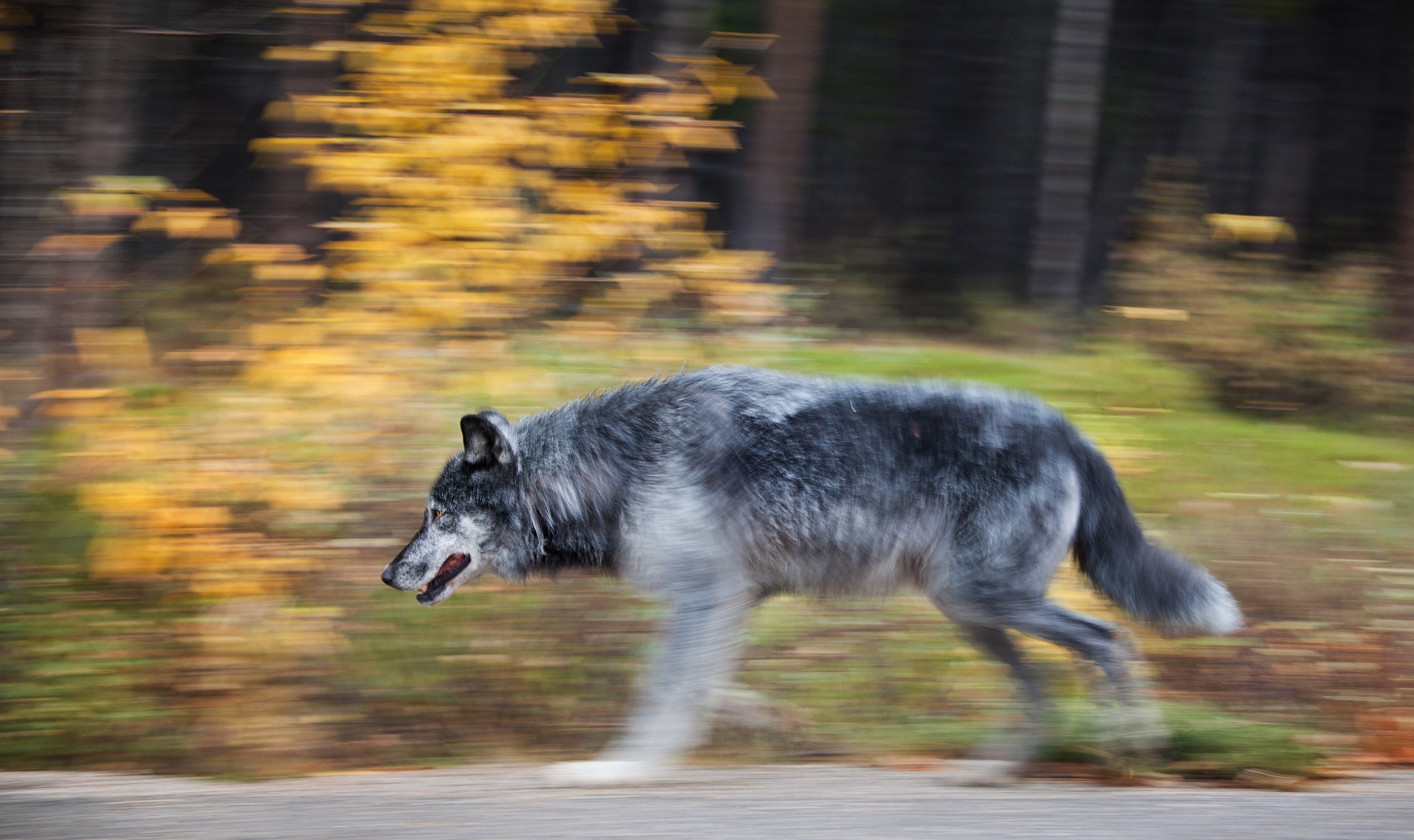 Канада. Фотограф Владимир Медведев