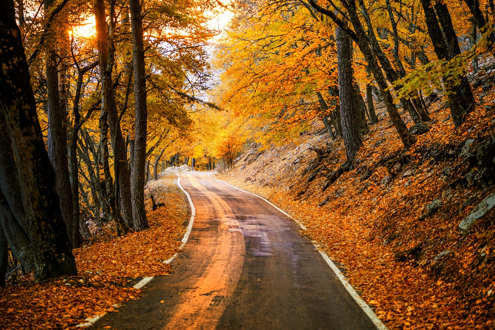 «Золотая осень в Крыму 2025»