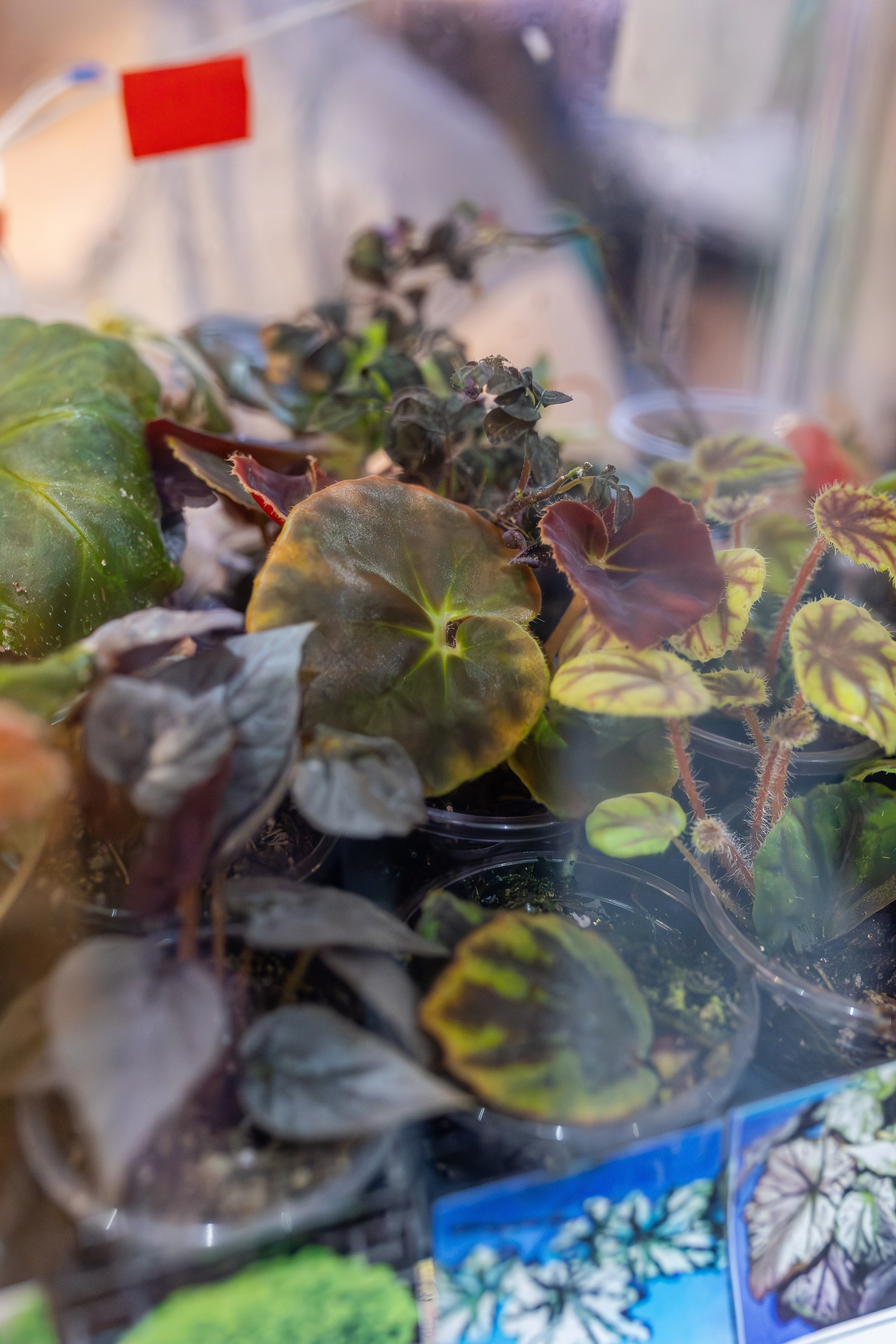 Монстериум апрель 2026. Александра Куликова фотограф, Москва