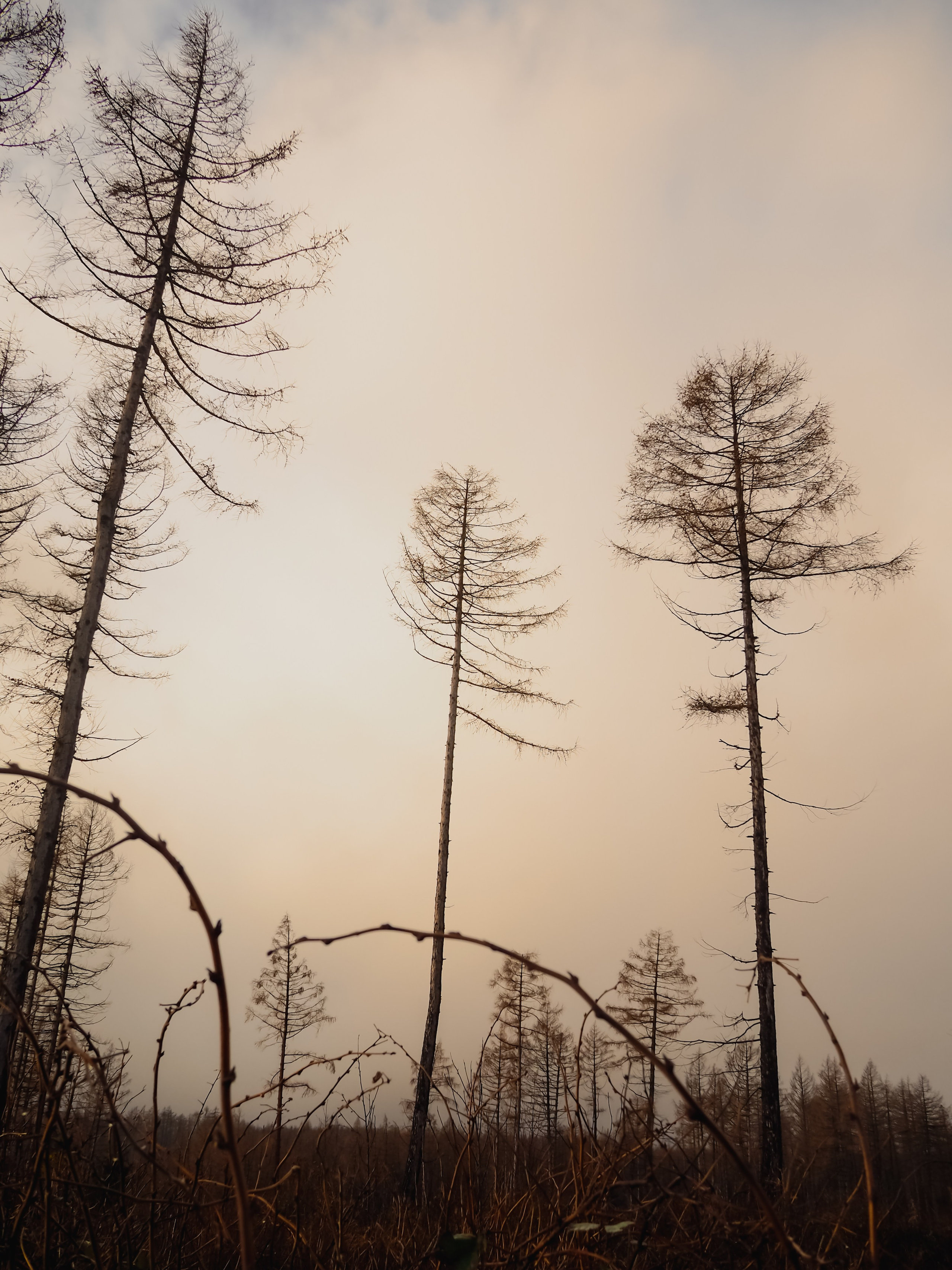 Харц. Германия. Репортажный фотограф в Берлине Александра Герман
