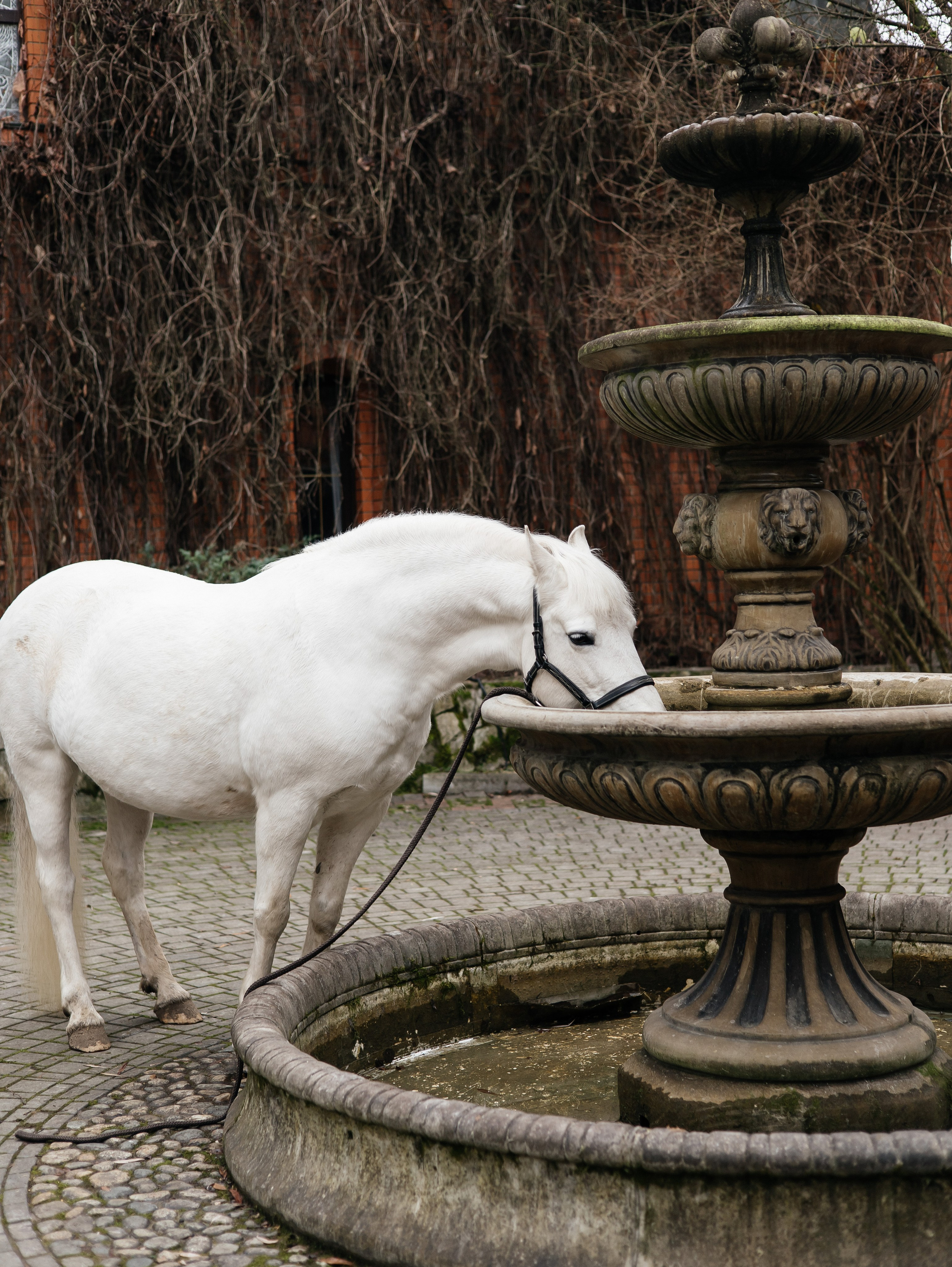 Ферма «Few Horses». Фотограф | портрет | бренды | репортаж