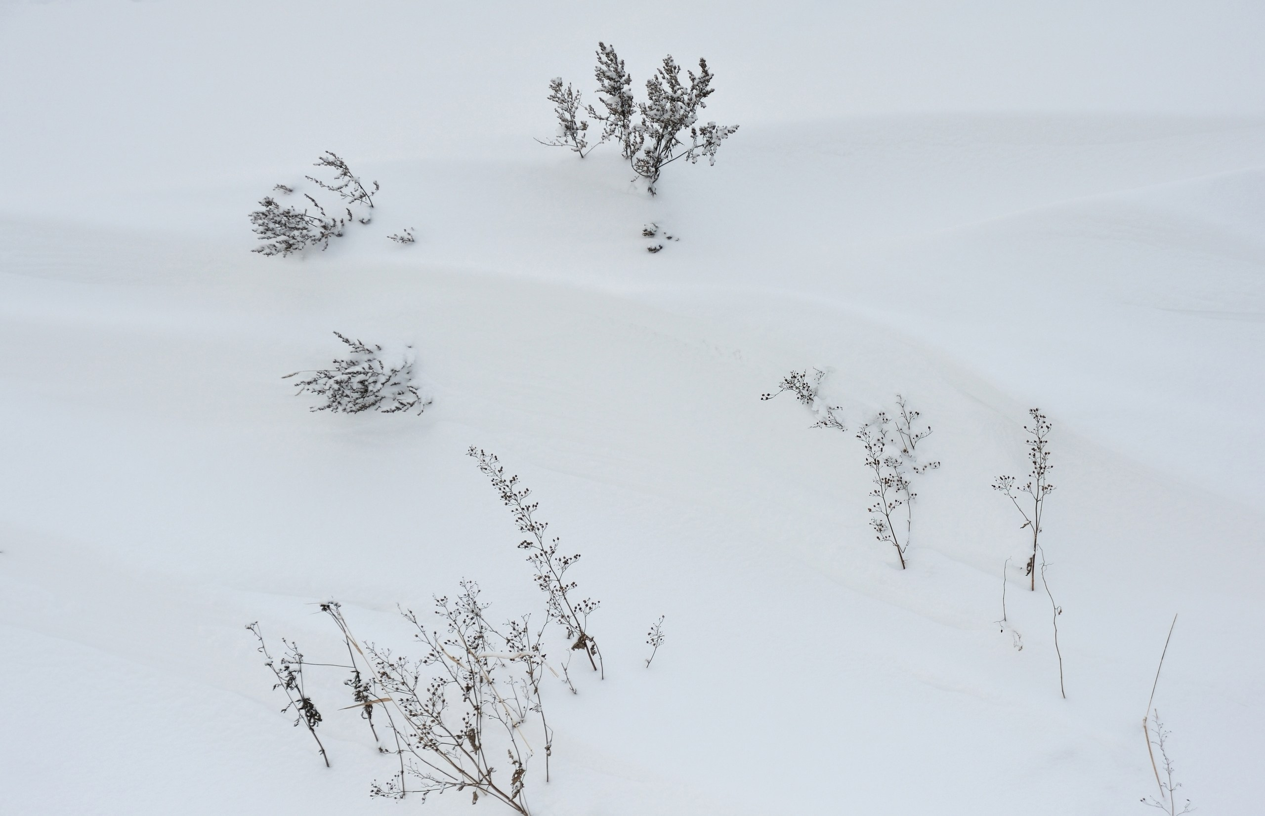 Форма снега. Катерина Михеева