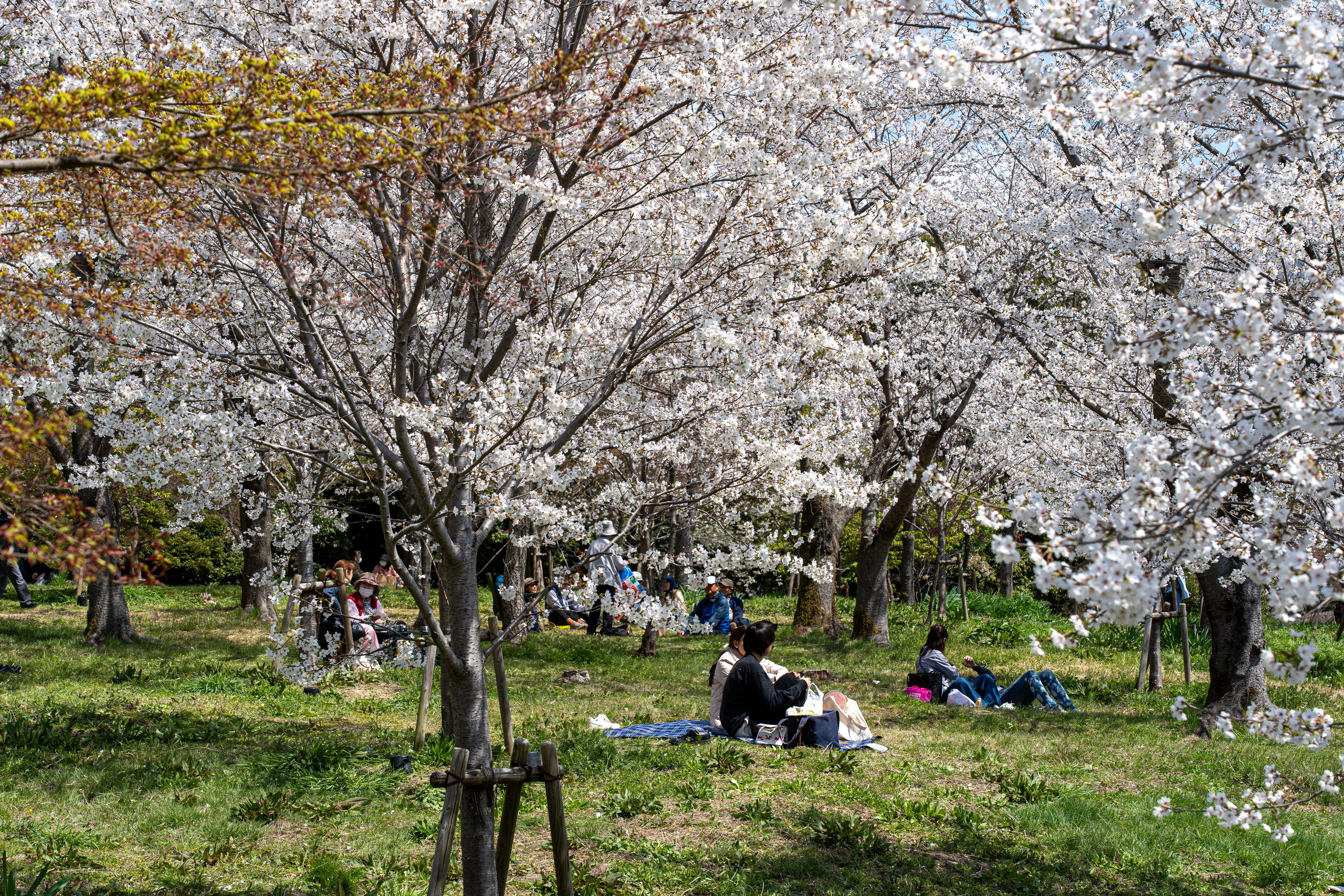 Япония, сакура. Творческие сьемки
