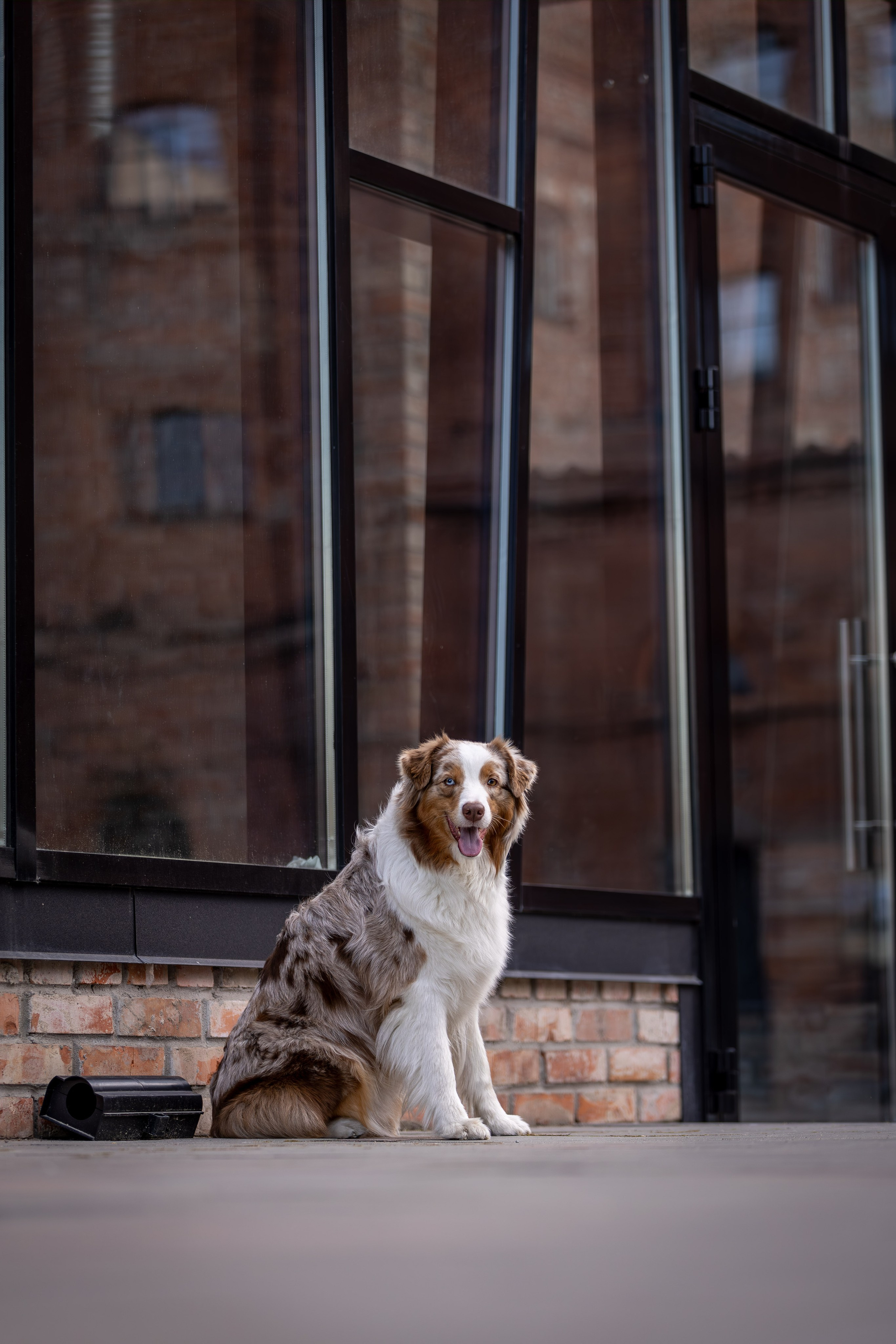 Полли, Австралийская Овчарка. Ирина Голомб|Фотограф-анималист в  Сочи и Калининграде