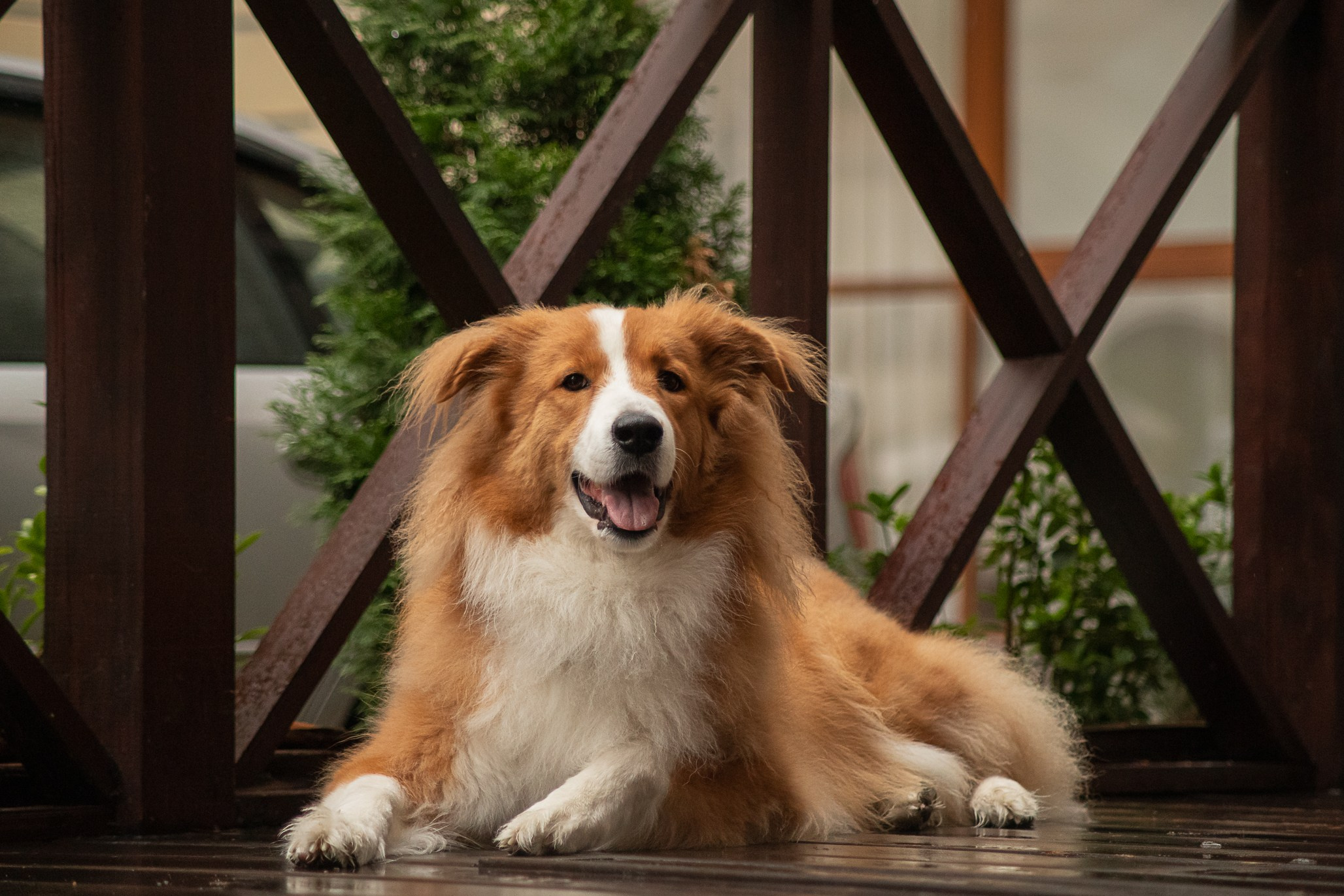 Терри, метис. Ирина Голомб|Фотограф-анималист в  Сочи и Калининграде