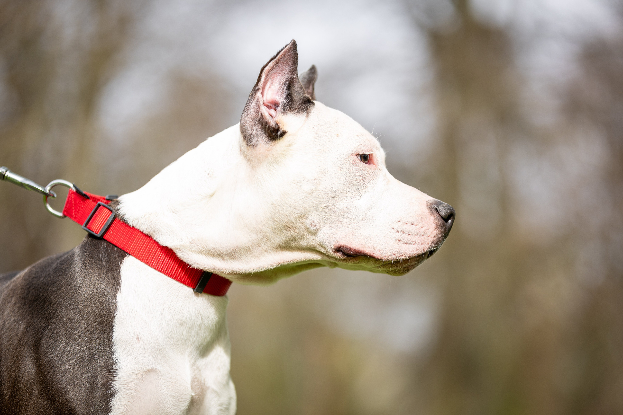 Афина и Мора, Стаффорды. Ирина Голомб|Фотограф-анималист в  Сочи и Калининграде