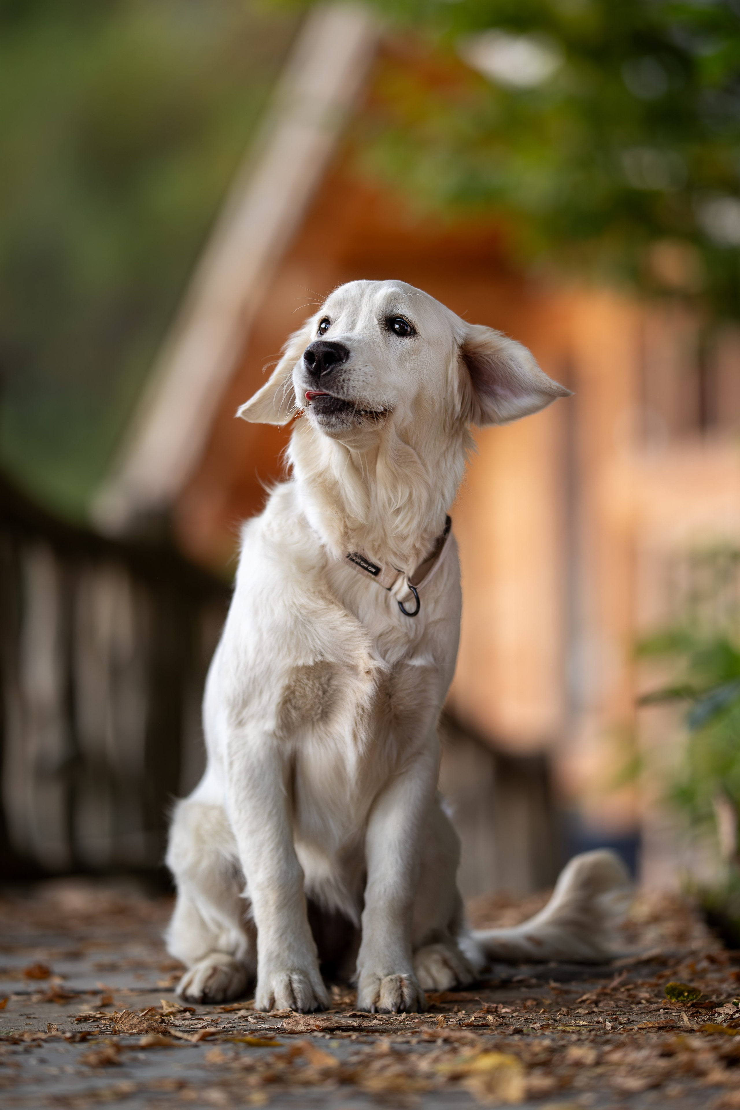 Асти, Делфи и Фреска, Голден Ретриверы. Ирина Голомб|Фотограф-анималист в  Сочи и Калининграде