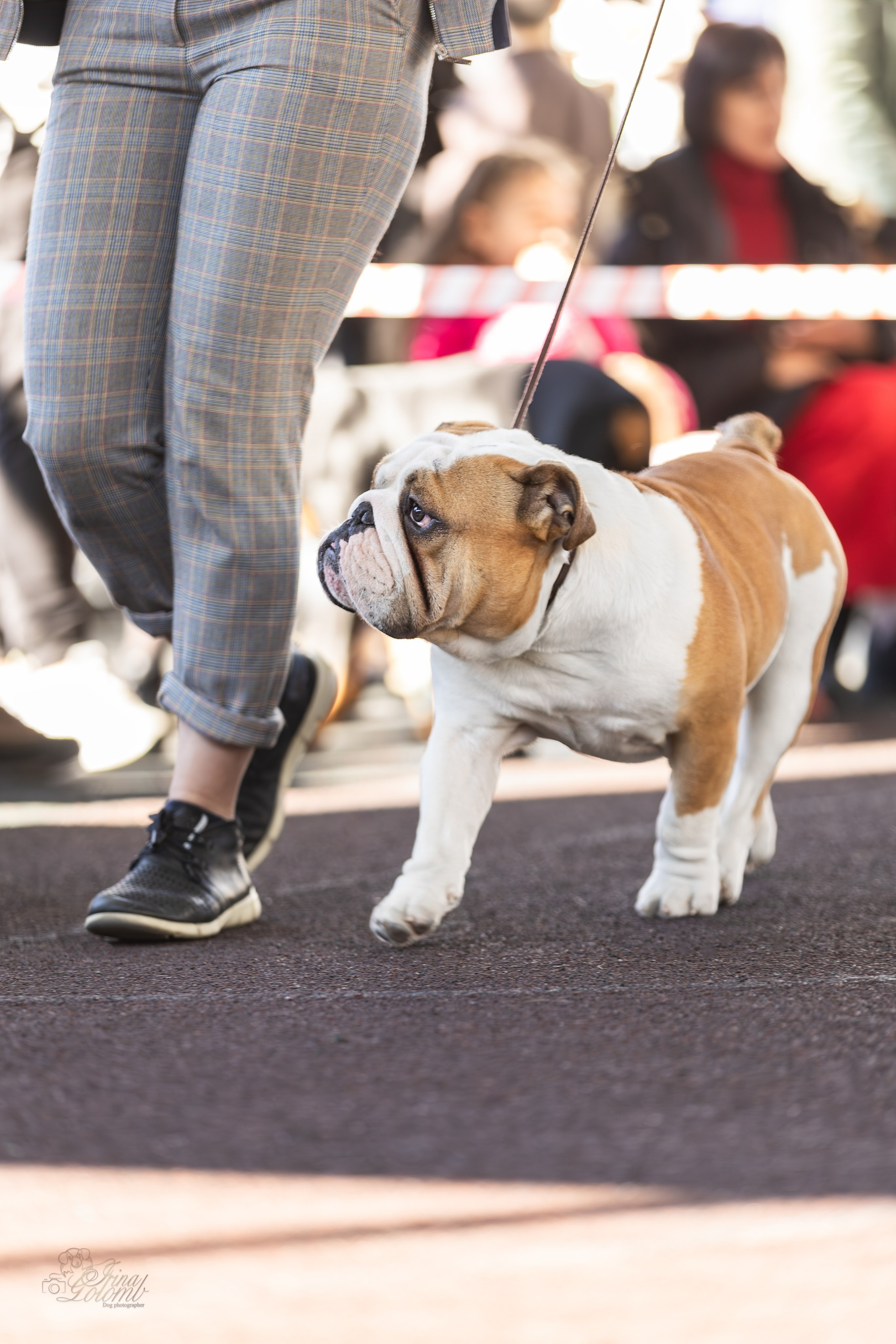 Выставка 25.02.2024. Ирина Голомб|Фотограф-анималист в  Сочи и Калининграде