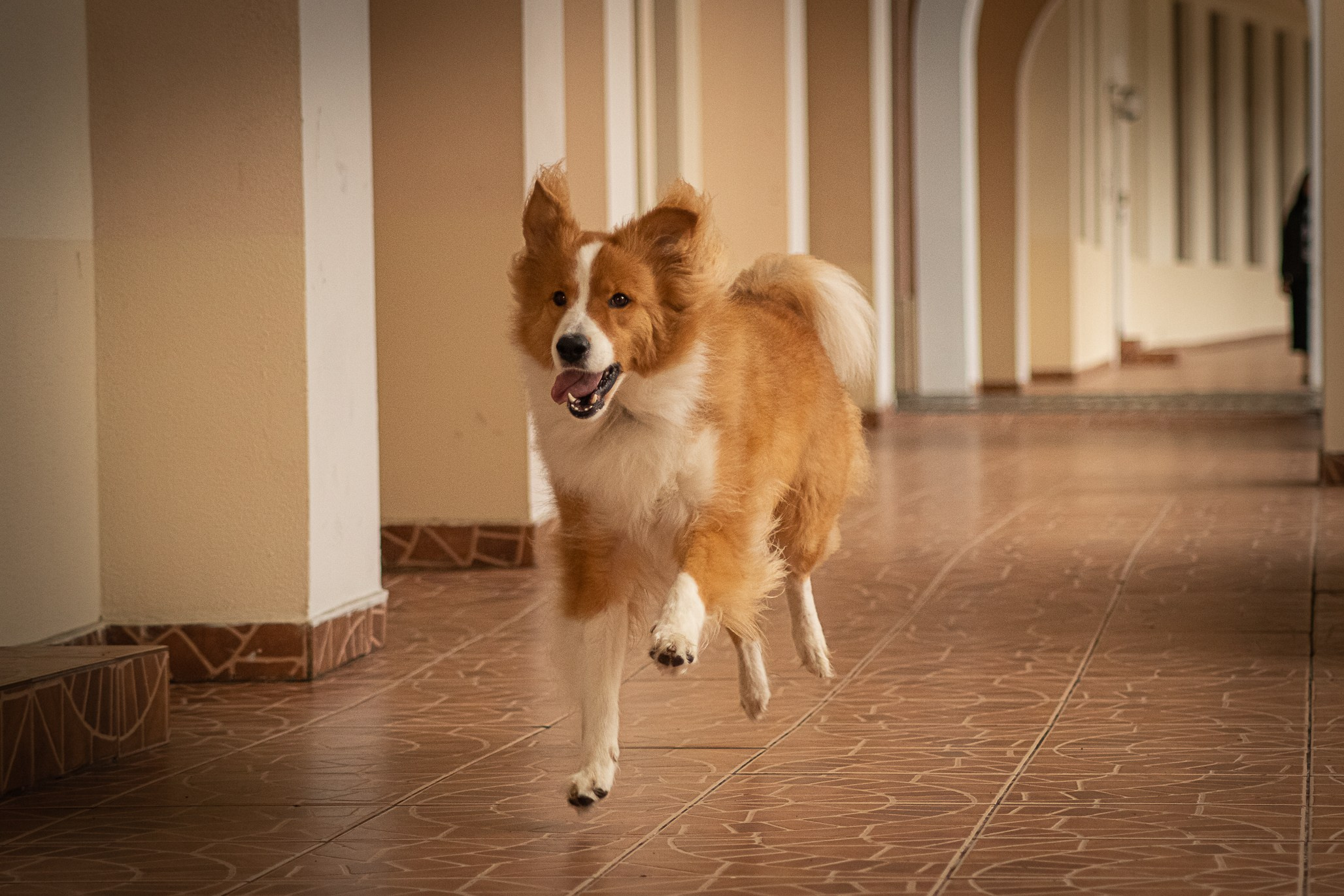 Терри, метис. Ирина Голомб|Фотограф-анималист в  Сочи и Калининграде