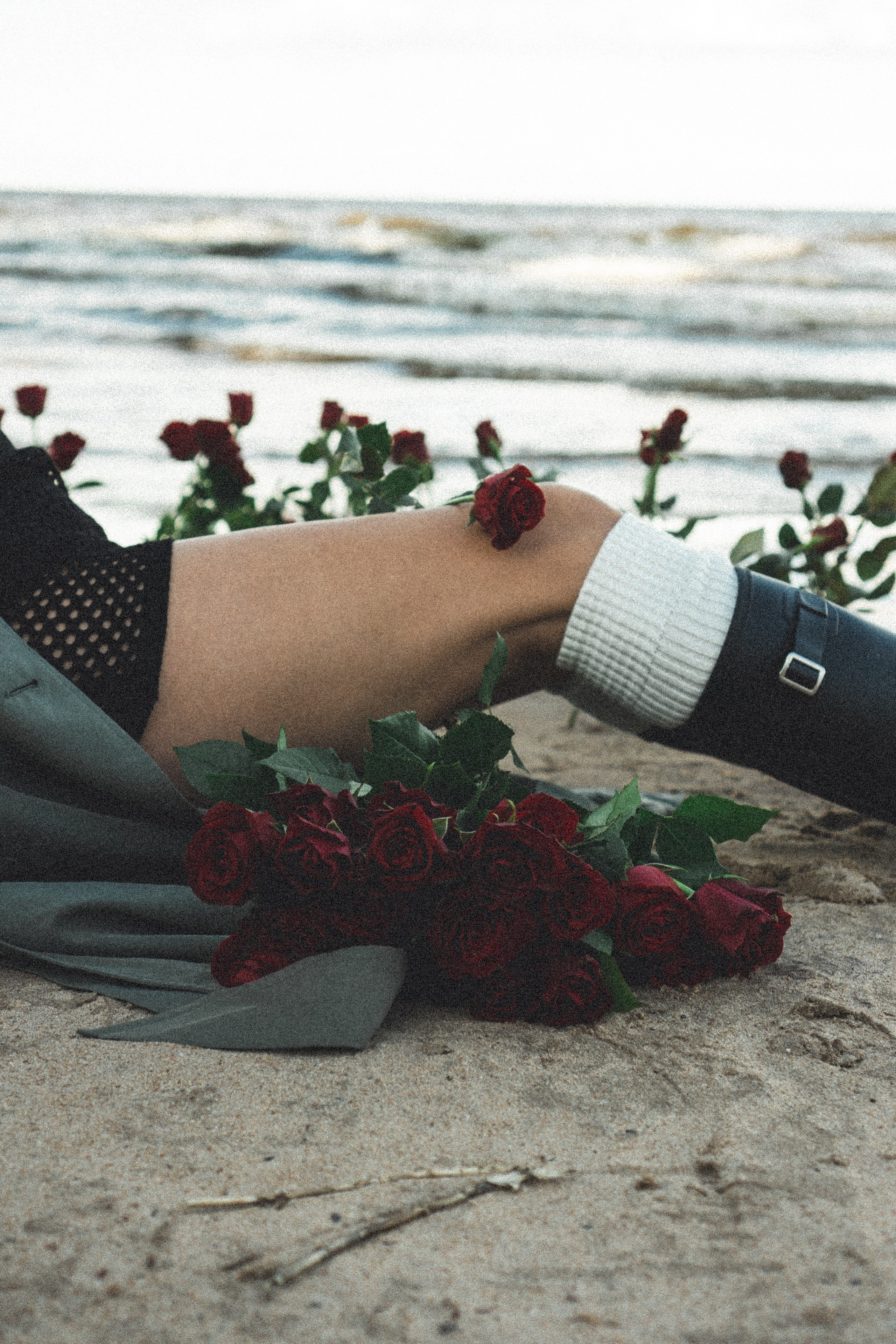 Розы. Профессиональный фотограф, Санкт-Петербург — Виктория Богомолова