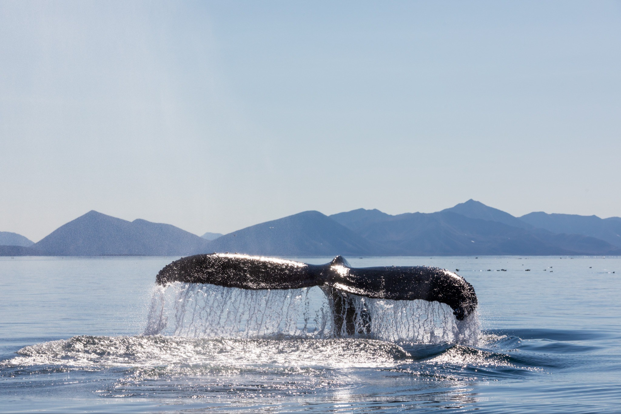 Солнечные Хвосты Чукотки, Природа, Евгений Швец, Москва