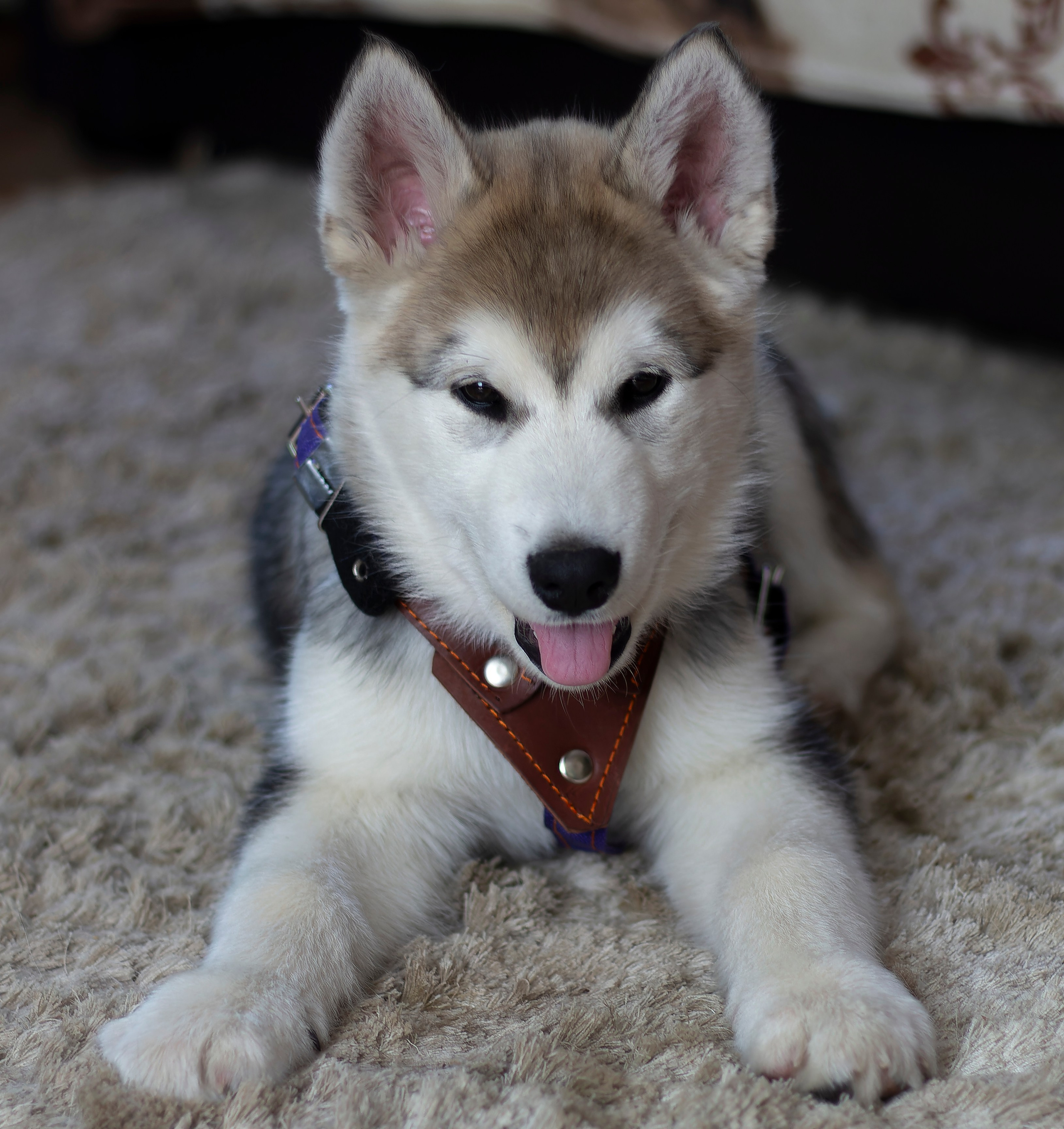 Мои маламуты.Ярик. Лев Постнов.Фотограф. Нижний Новгород