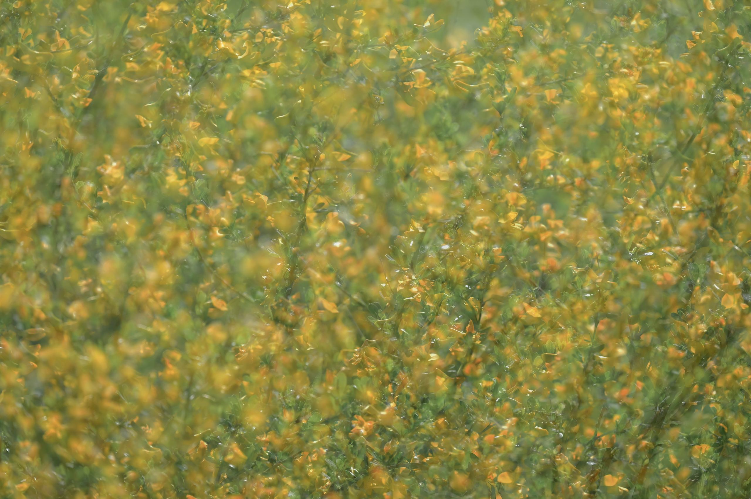 Оренбуржье. Портретный фотограф в Челябинске Катерина Руди