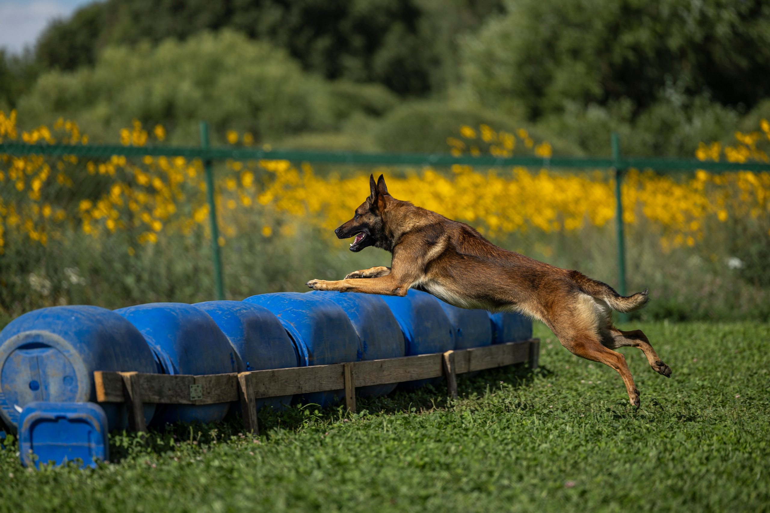 Соревнования по Мондьорингу г. Вологда 10-11.08.2024. Фотограф-анималист Анна Маринич