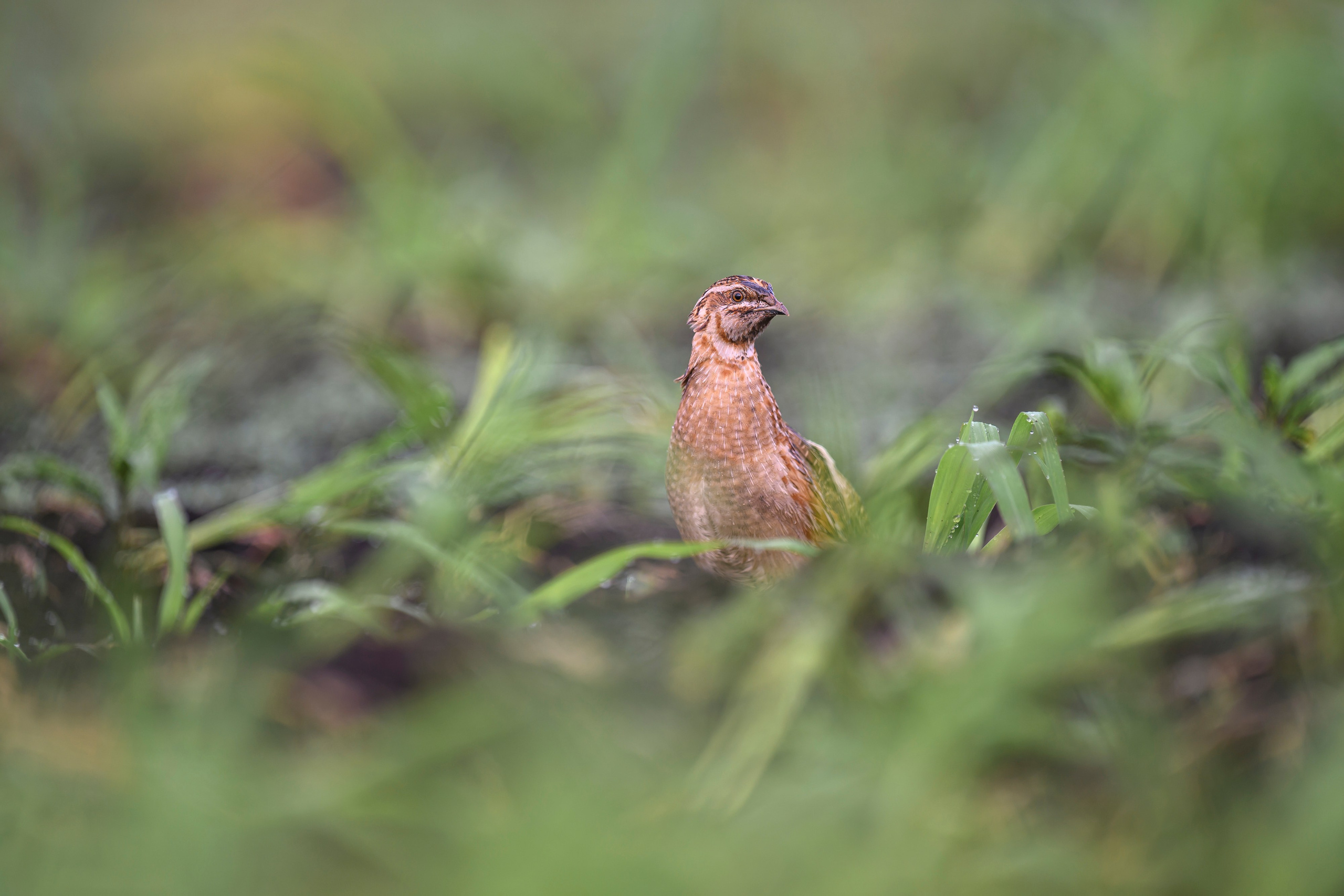 Перепела, часть III. Wildlife photography by Sergey Puponin