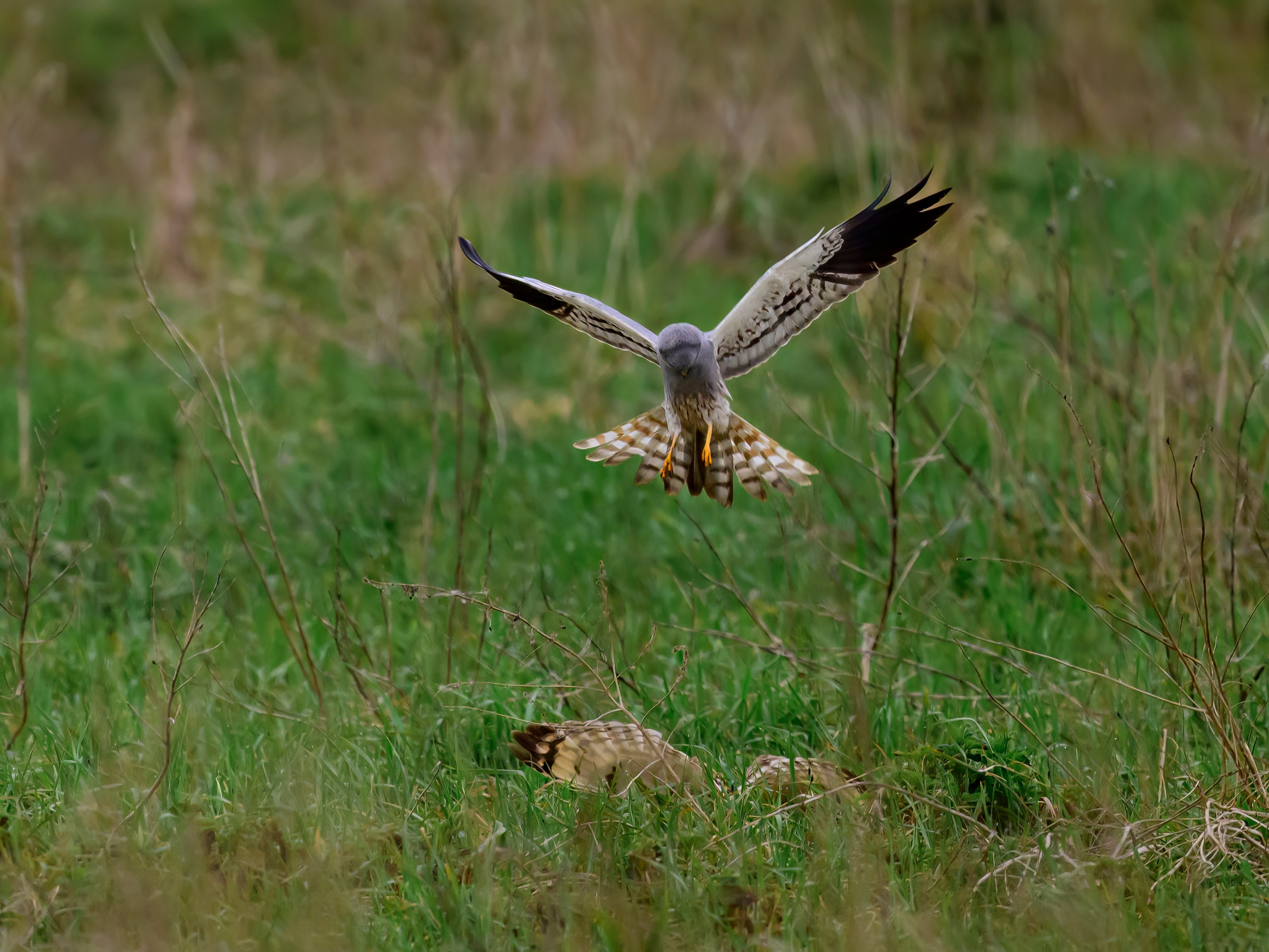 Лунь атакует сову. Wildlife photography by Sergey Puponin