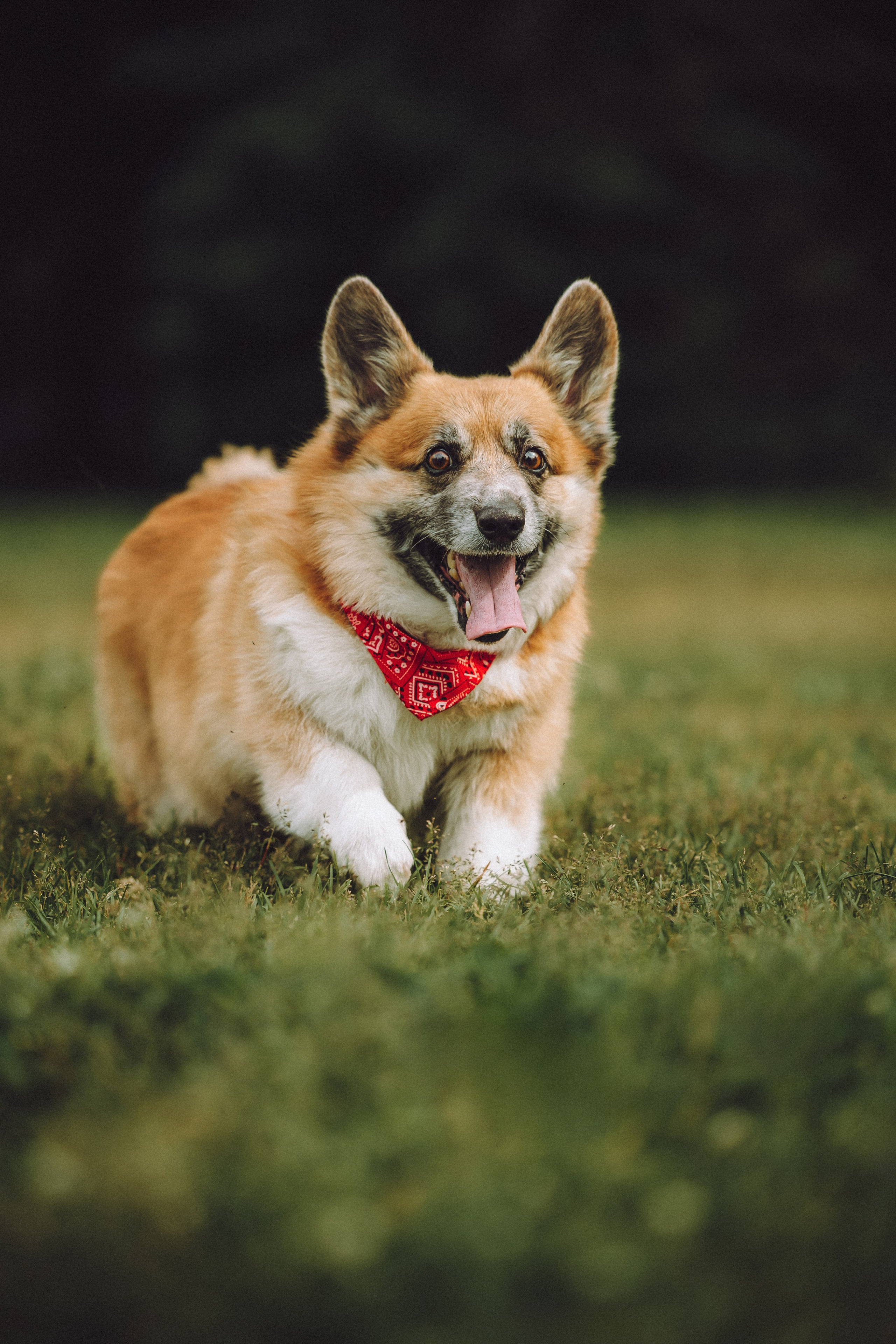 Ира, Леша и Харли