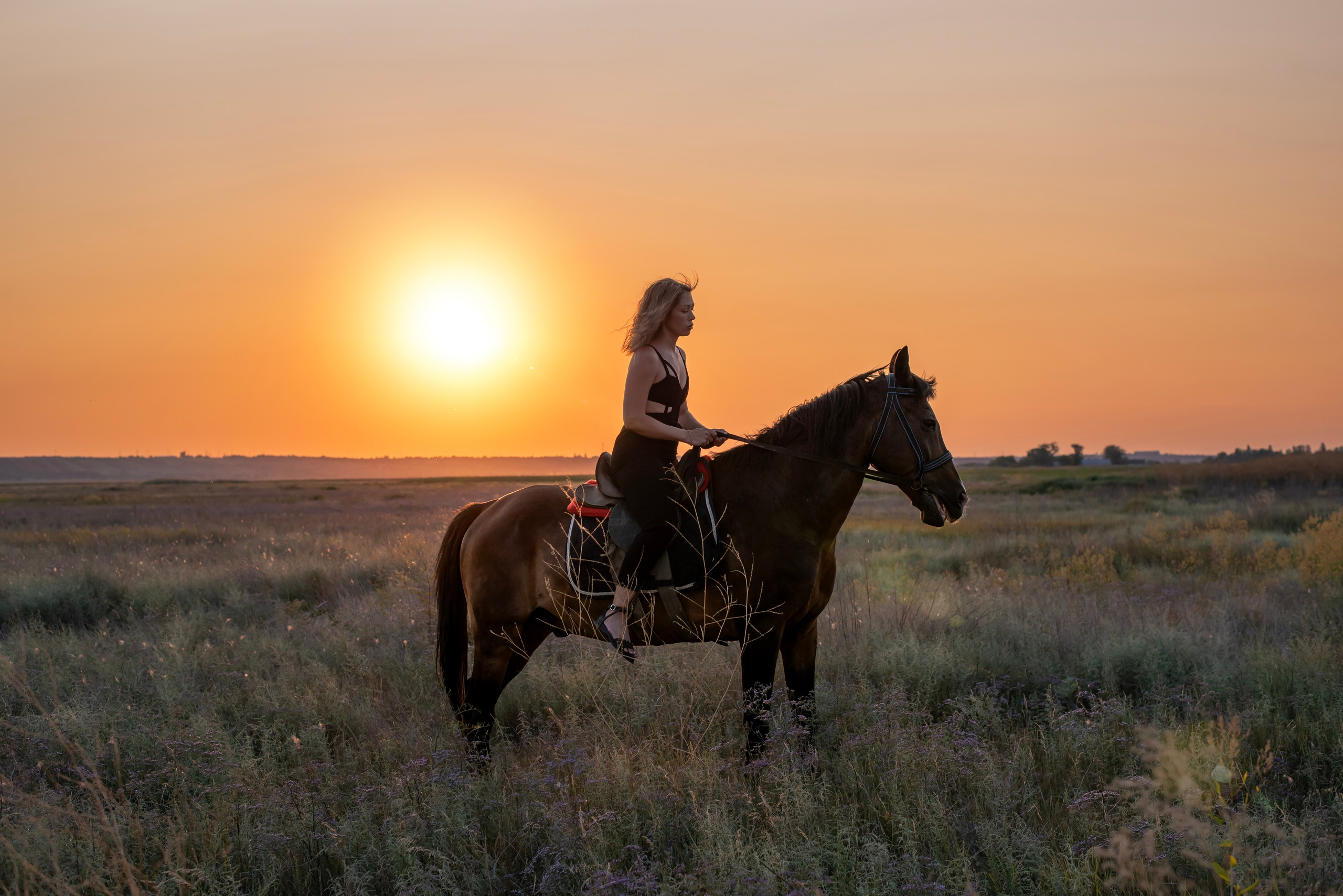 Леди и лошадь. Главная