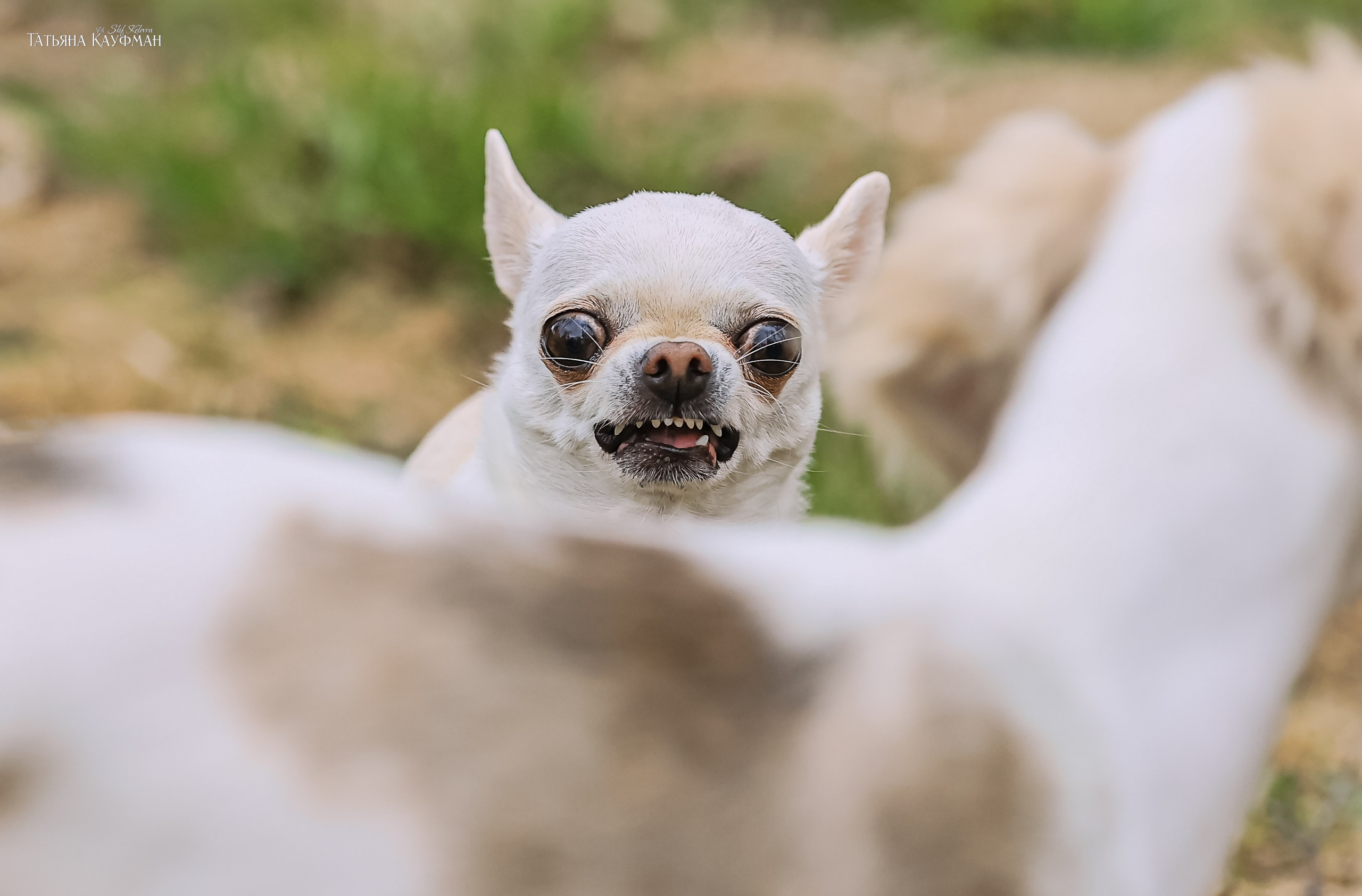 Салюки, фотография салюки, красивая собака, фотограф анималист, фотокурс Анималистика, научиться фотографировать собак, фотограф Новосибирск