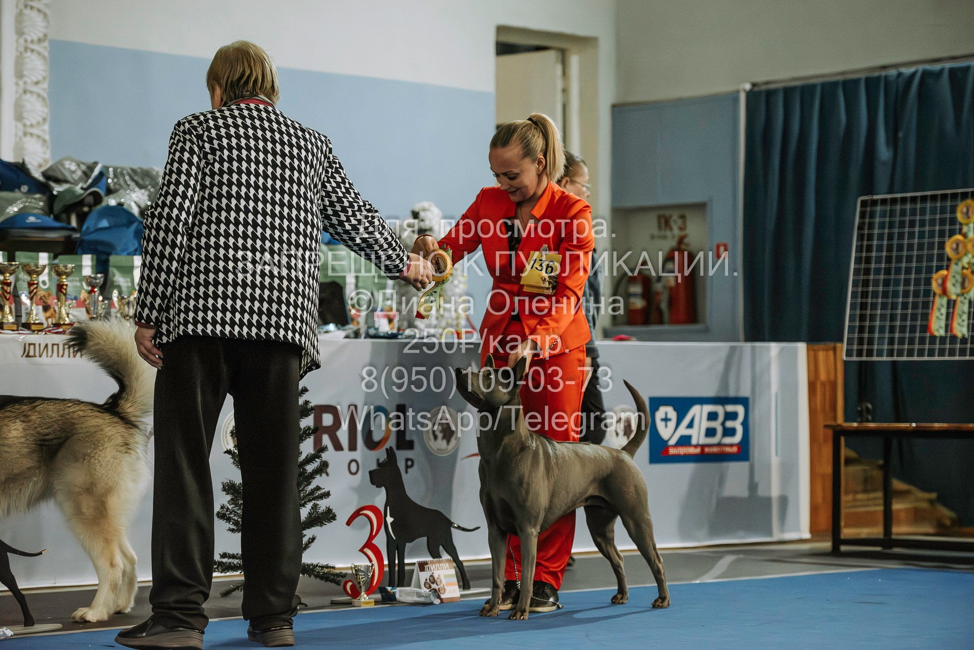 Выставка собак Красноярск 29.10.2023. Фотограф Диана Оленина Красноярск / Братск