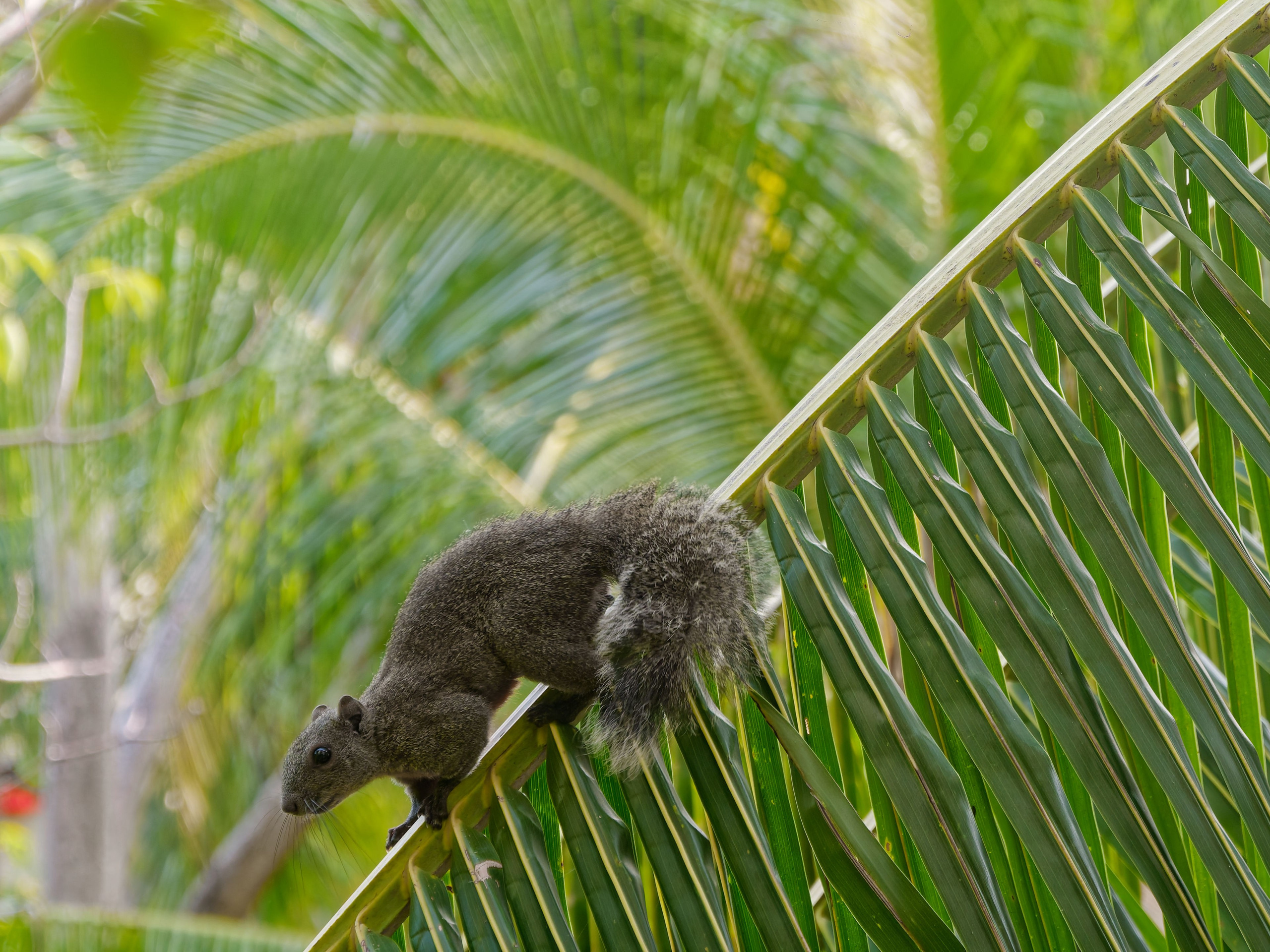 Хайнань 2026, белки. Фотопрогулки по Миру