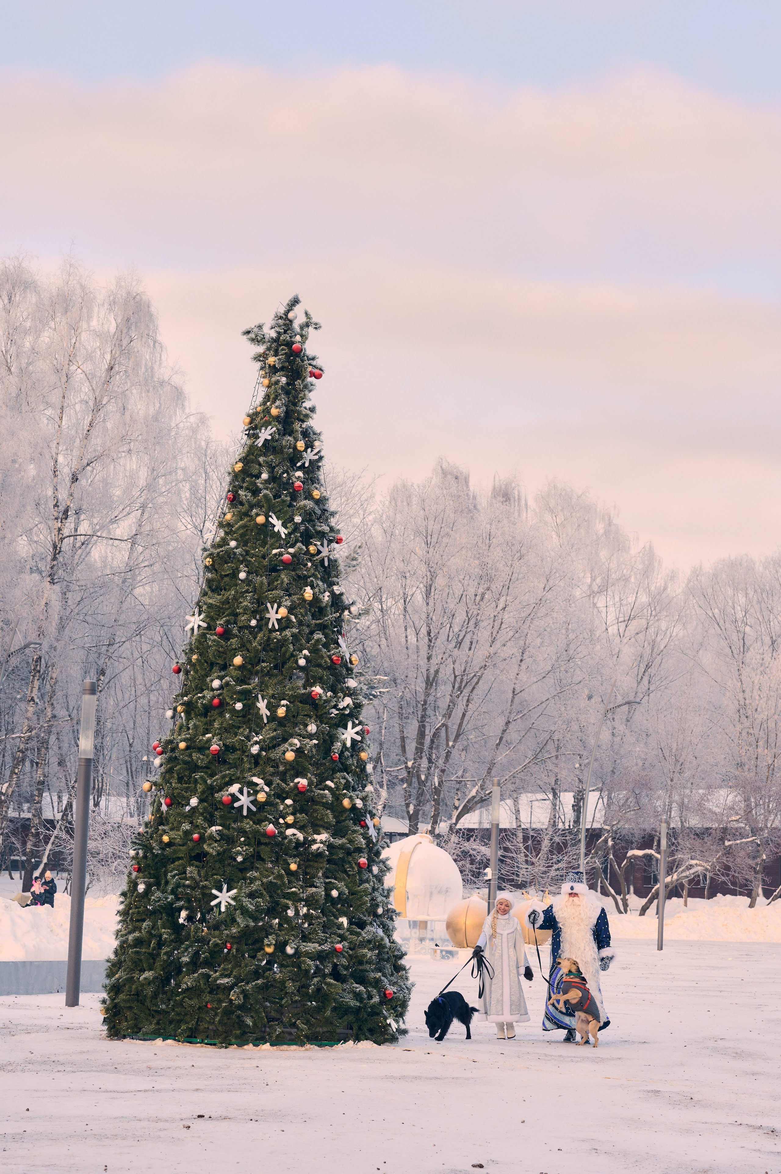 Промо приюта для собак. Никита Хохловский фото и видео продакшн