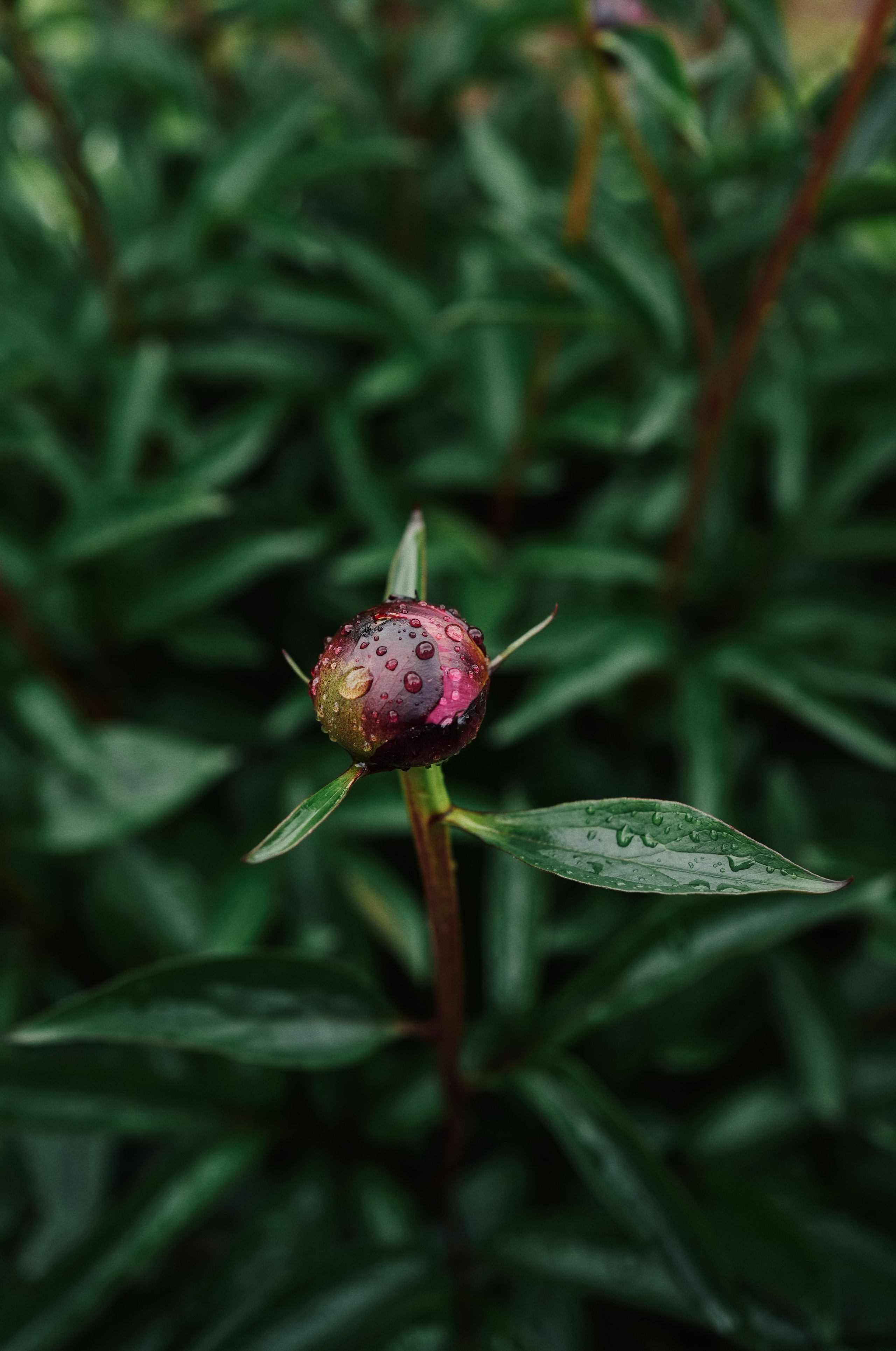 Botanical garden cards. Ксения Копна. Фотограф из Санкт-Петербурга